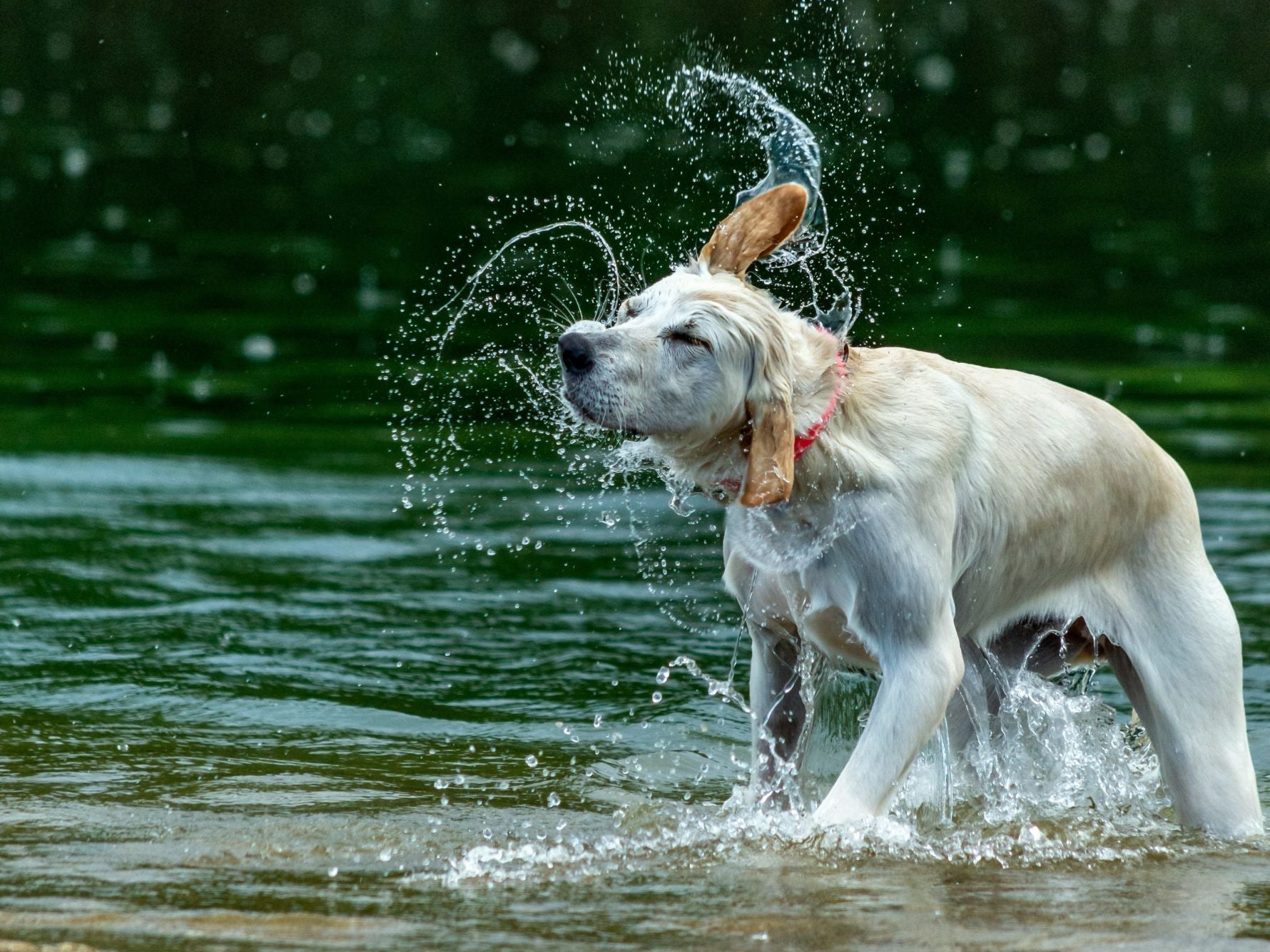 Wet Labrador shaking off water in a river to cool down on a hot day