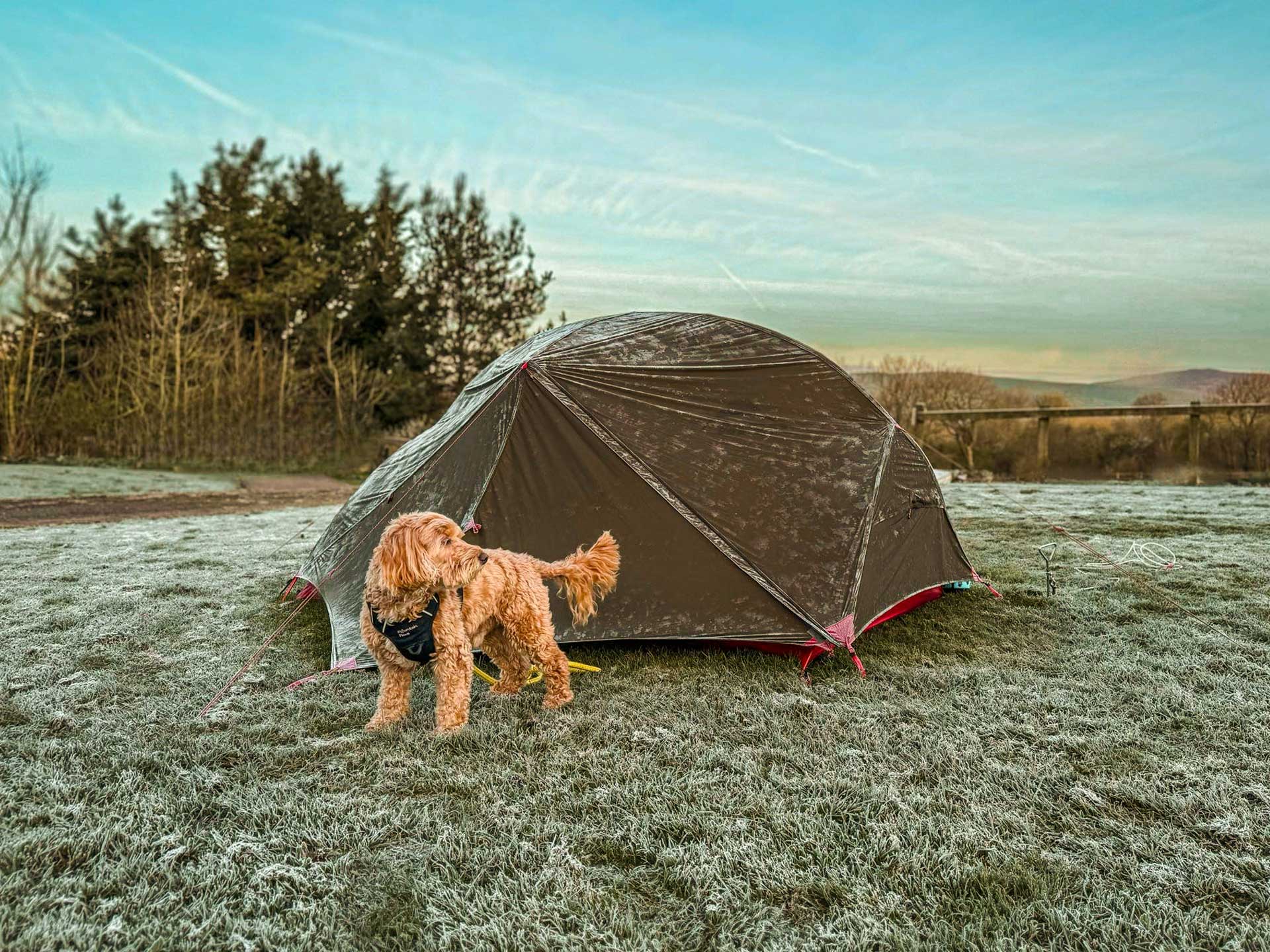 Dog standing by a tent