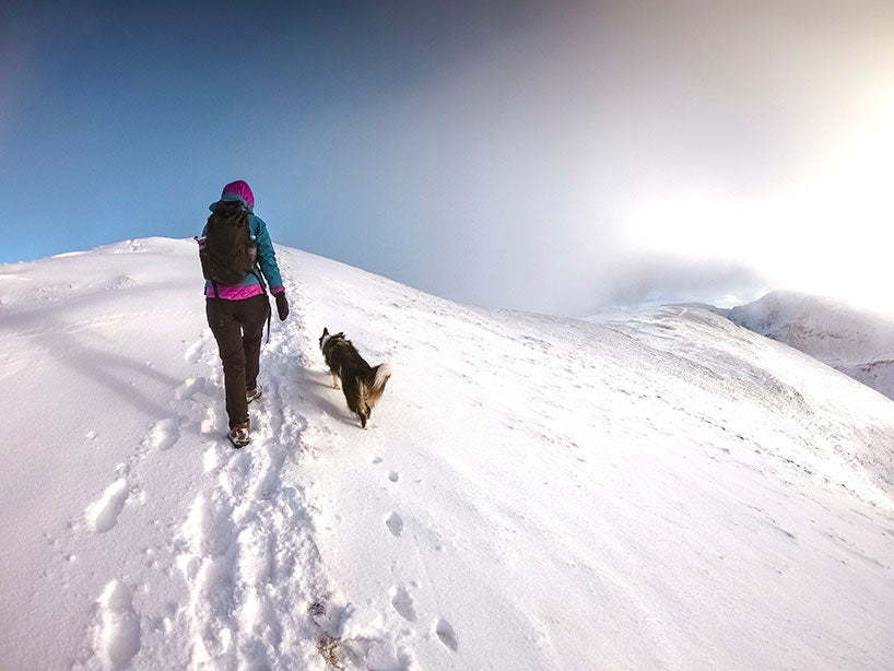 Lake District Dog Walks