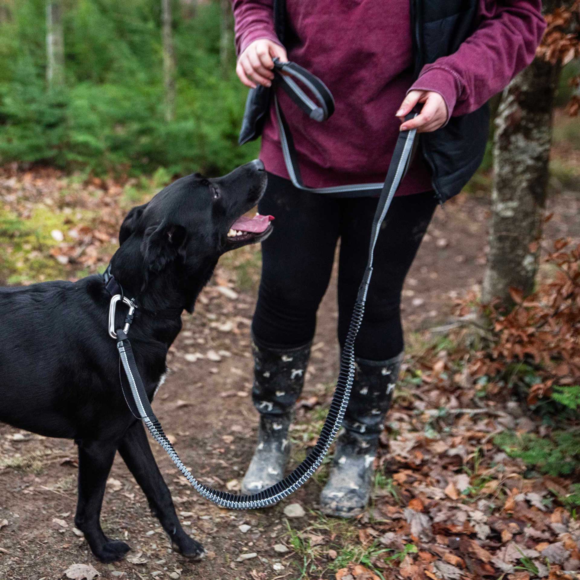Shock Absorber Dog Lead