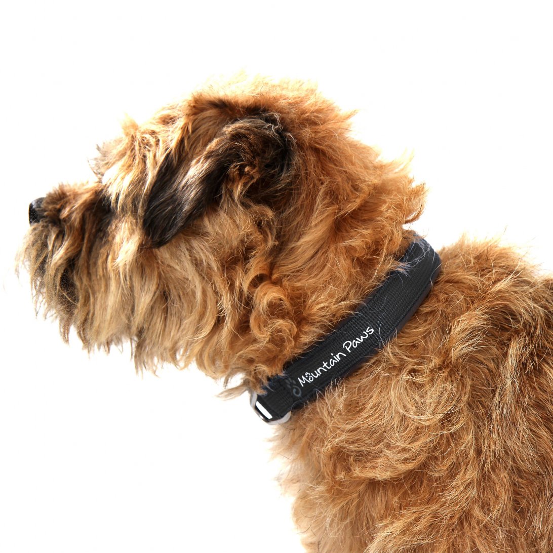 Black Dog Collars