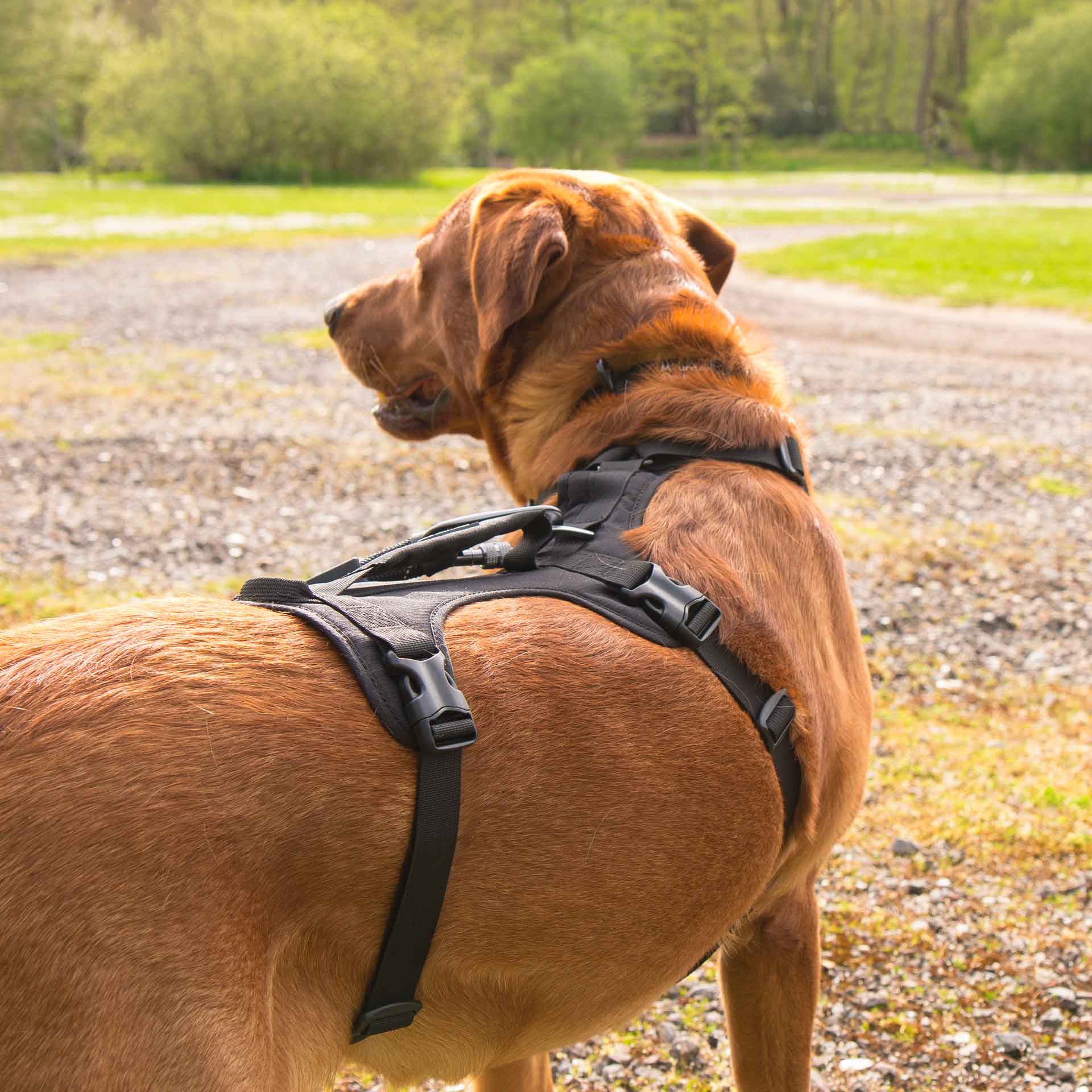3 Strap Dog Harness