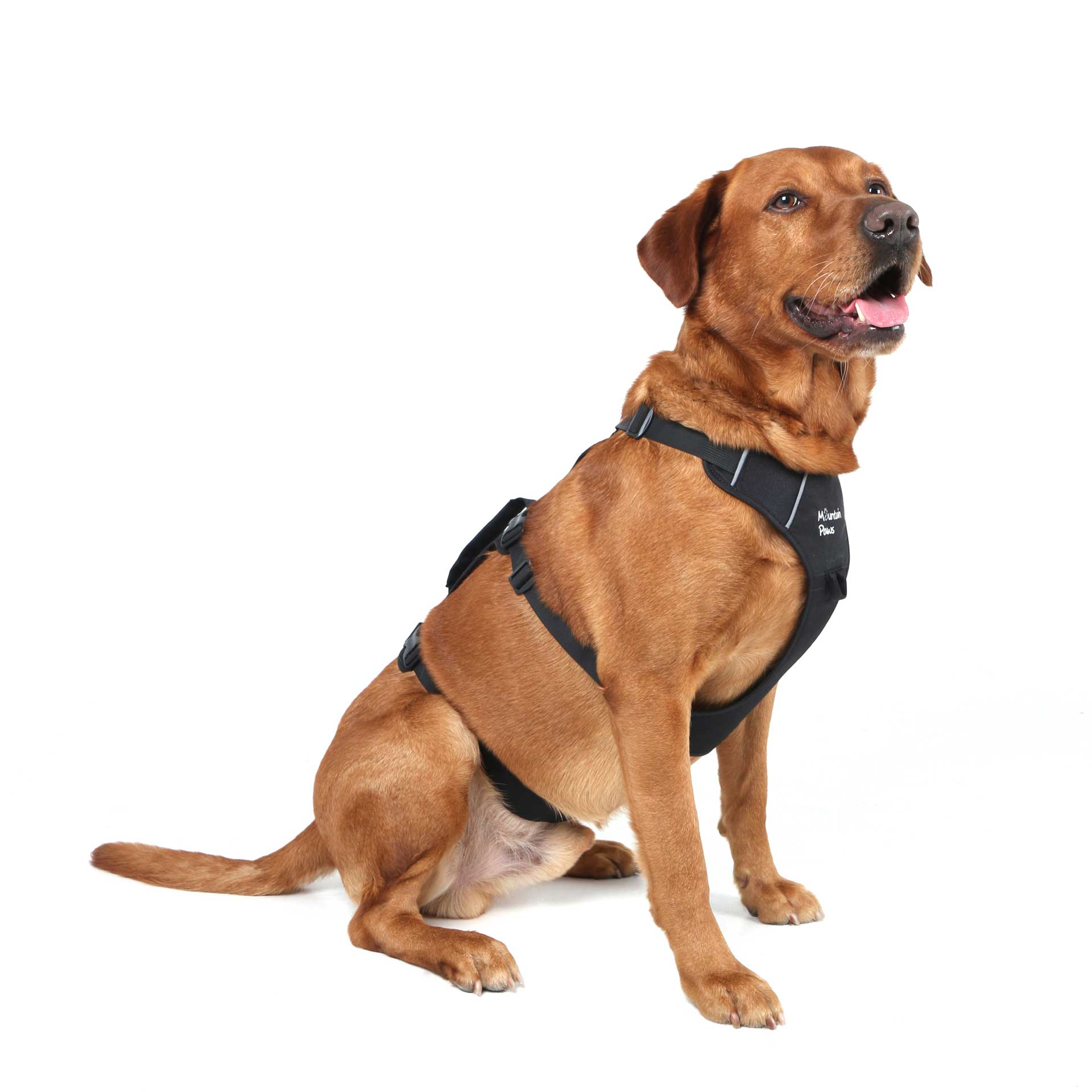 3 Strap Dog Harness