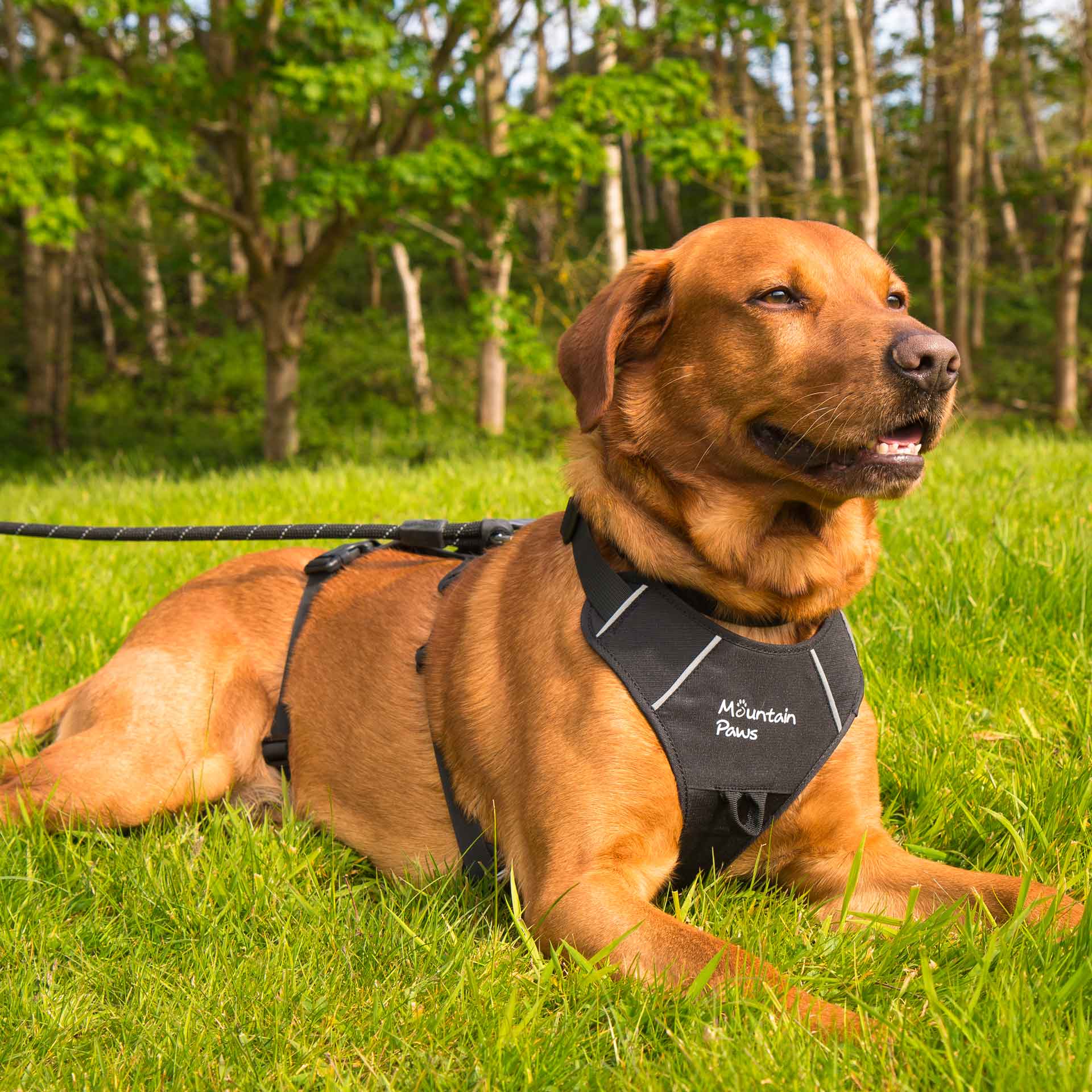 3 Strap Dog Harness