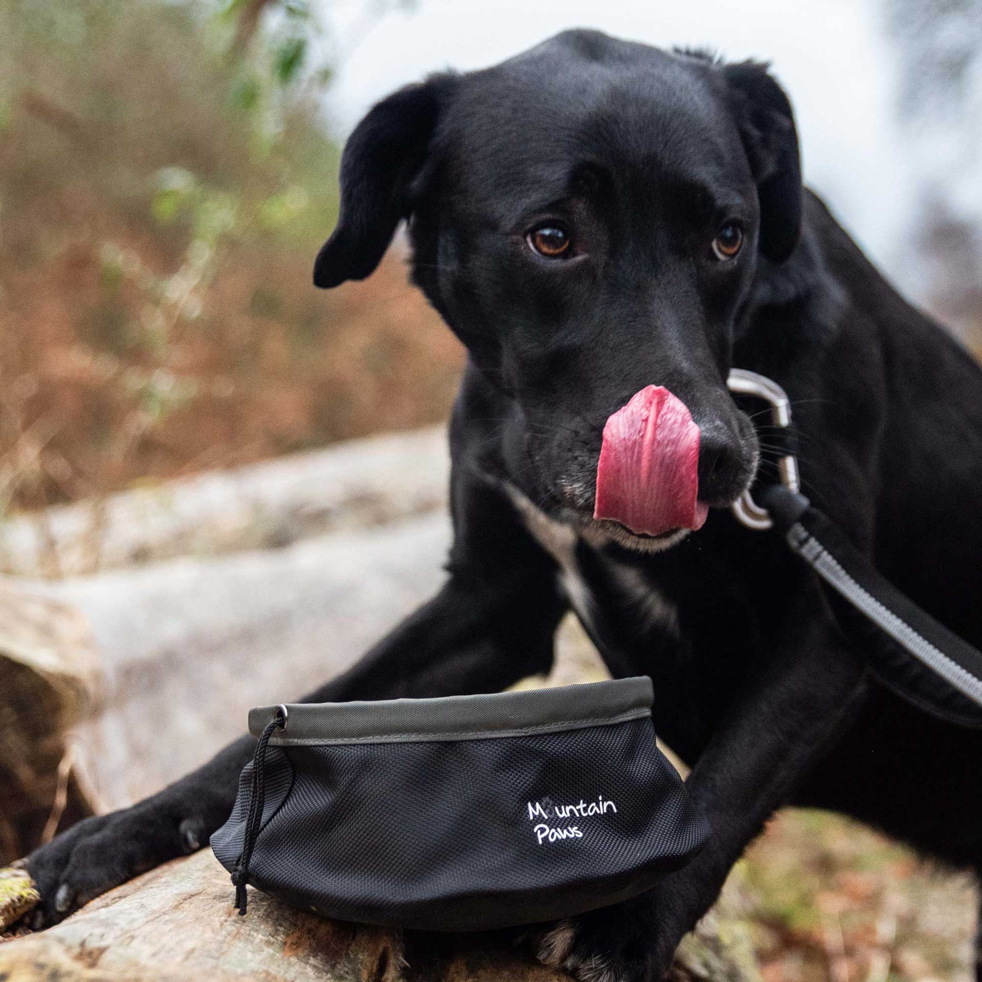 Collapsible Dog Food Bowl