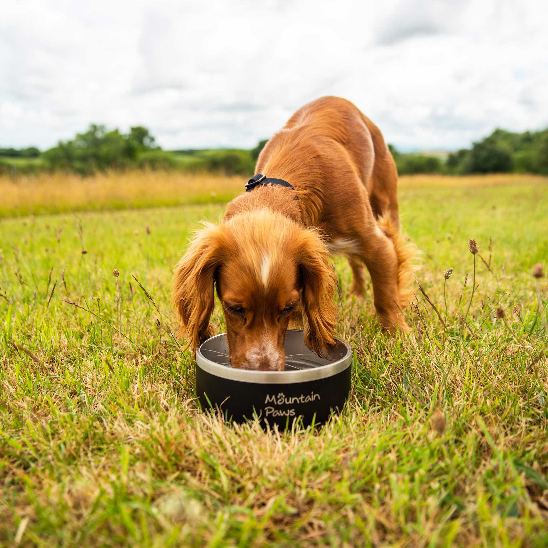 Basecamp Dog Bowl