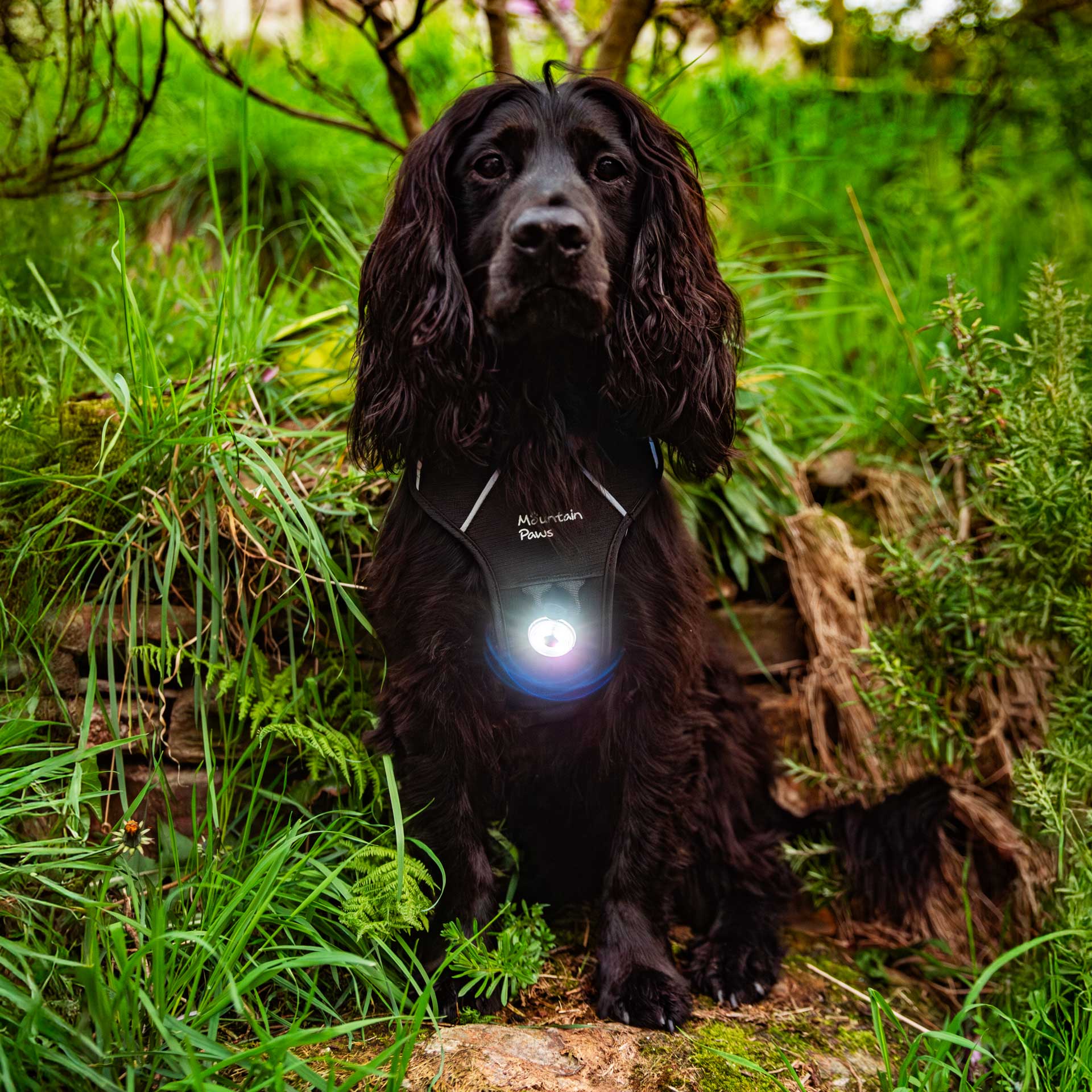 Dog Safety Light