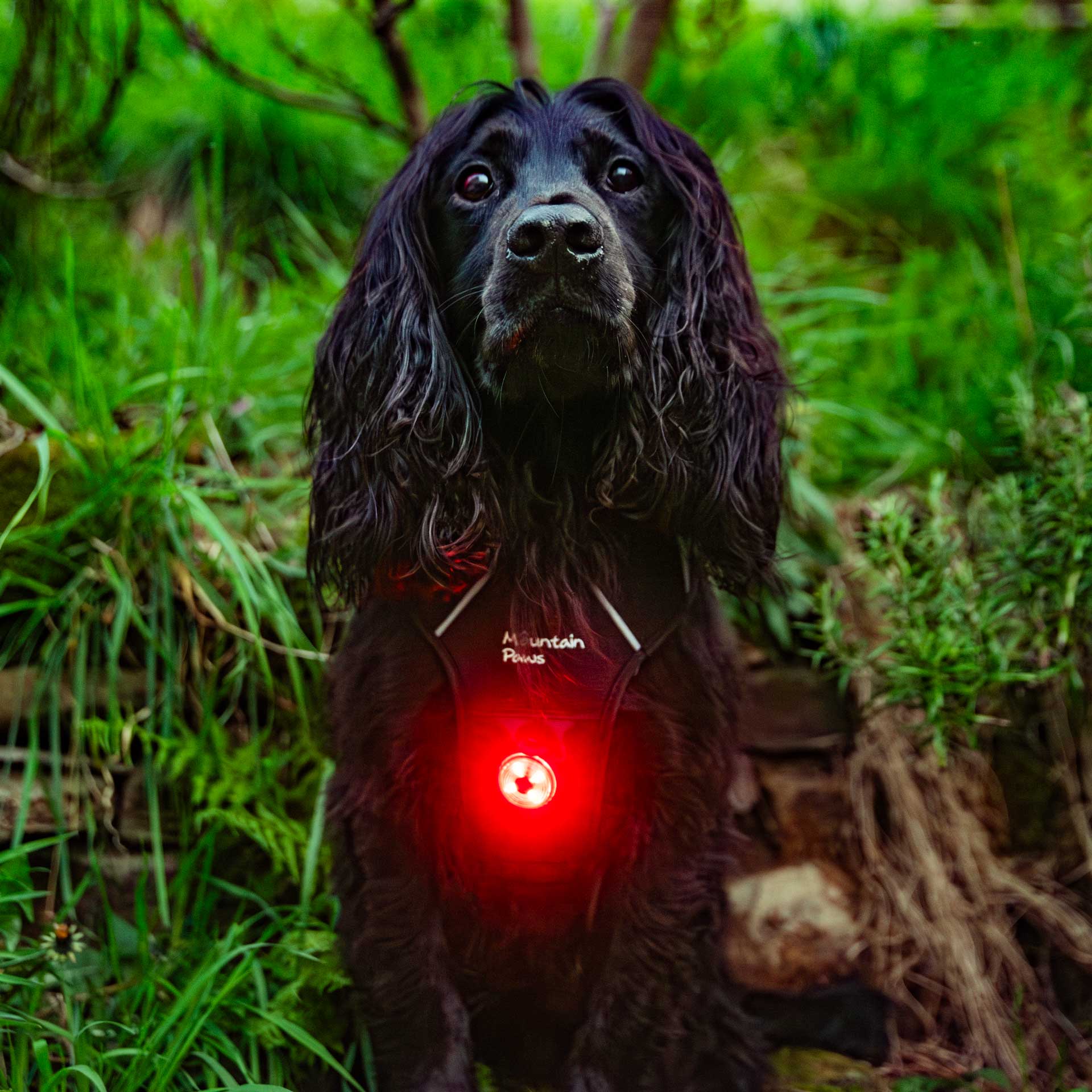 Dog Safety Light