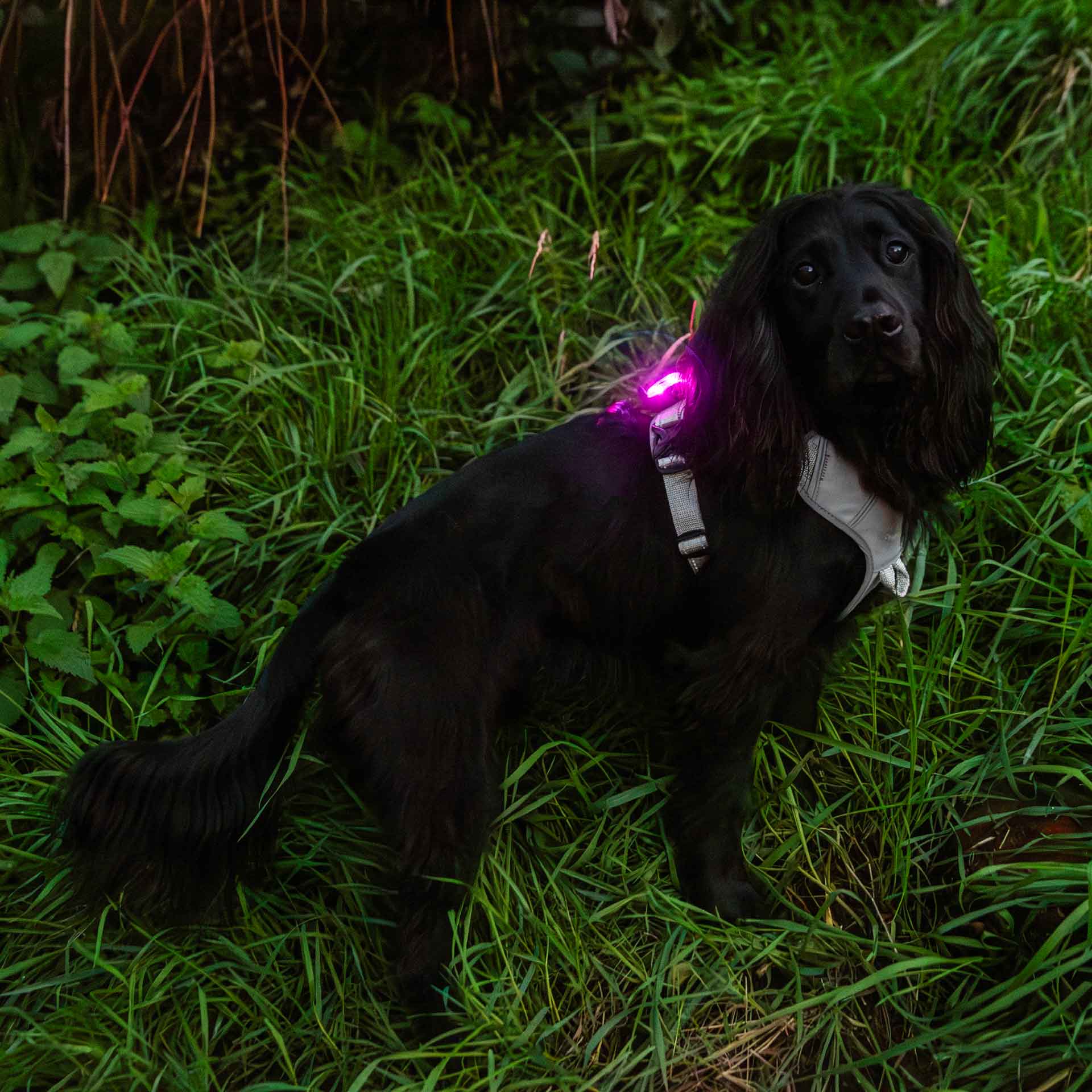 Rechargeable Dog Safety Light - 1 Light