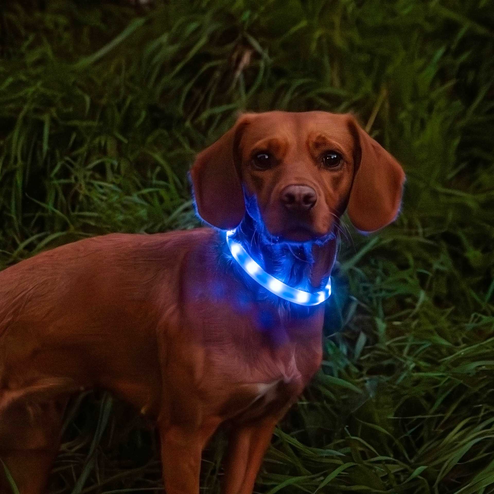 Rechargeable Dog Collar Light