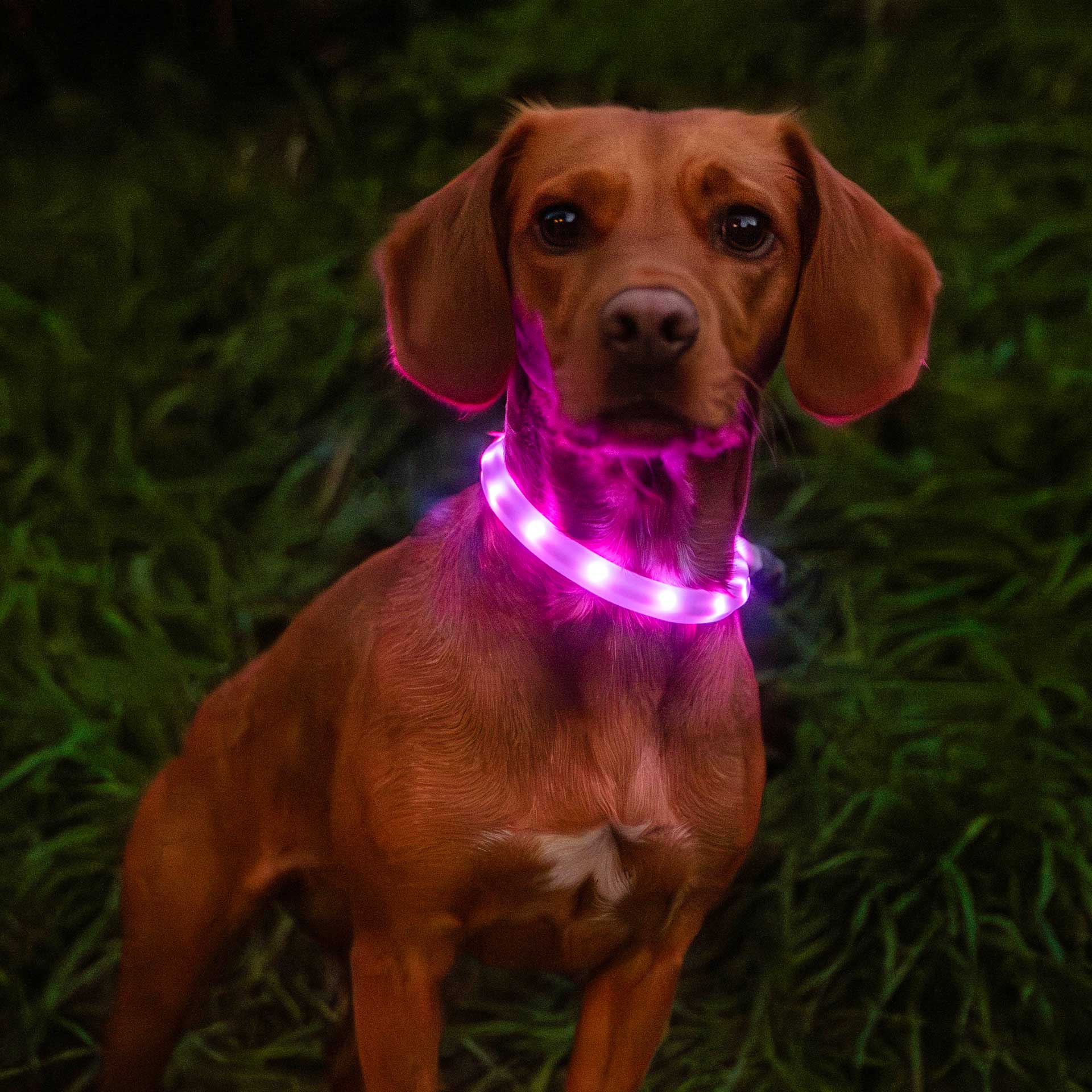 Rechargeable Dog Collar Light