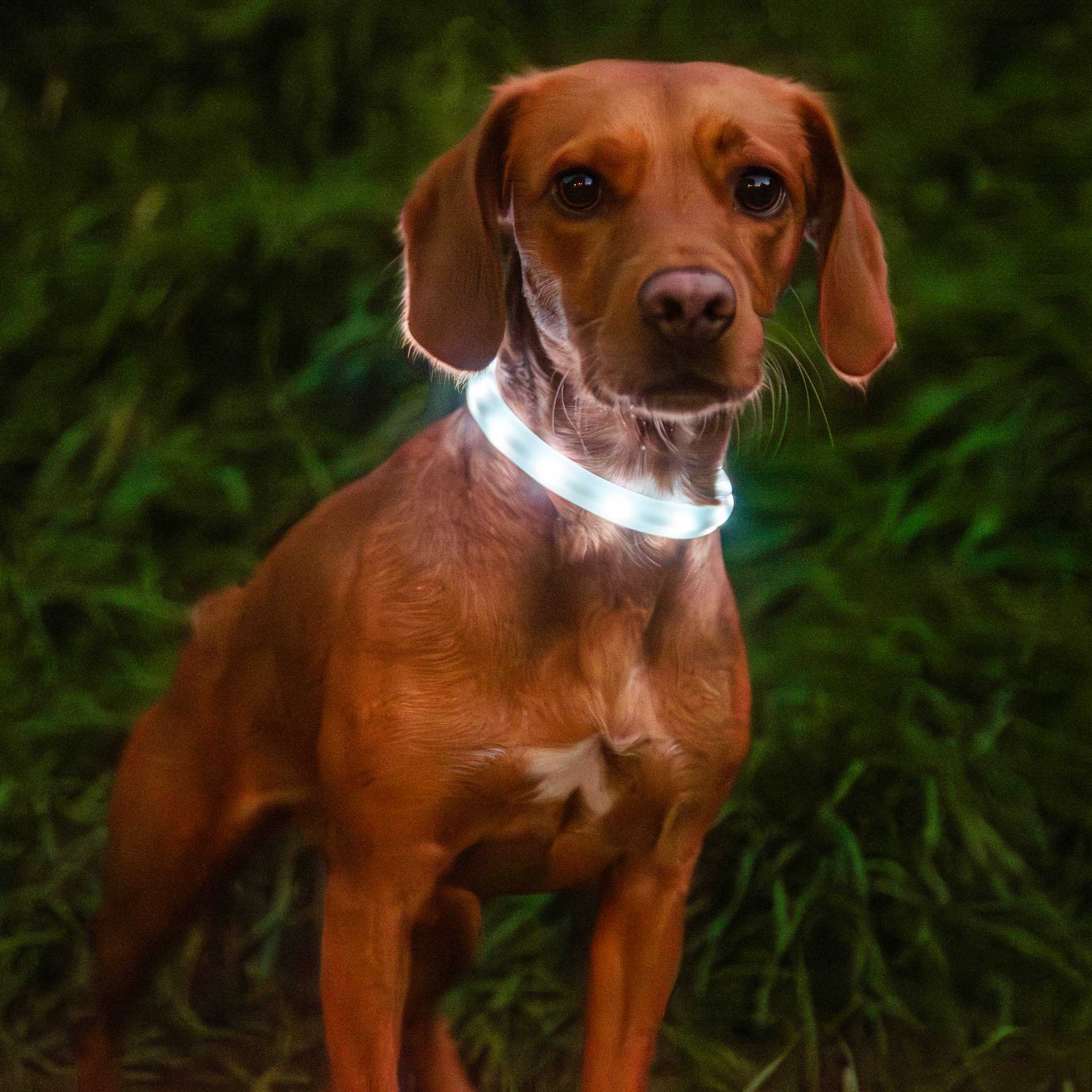 Rechargeable Dog Collar Light