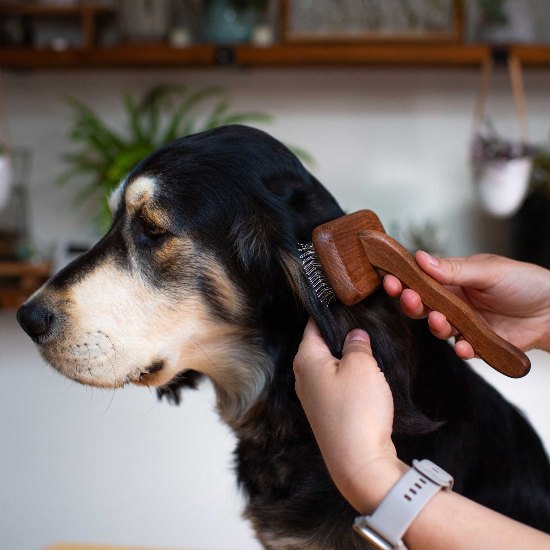 Pin Dog Brush