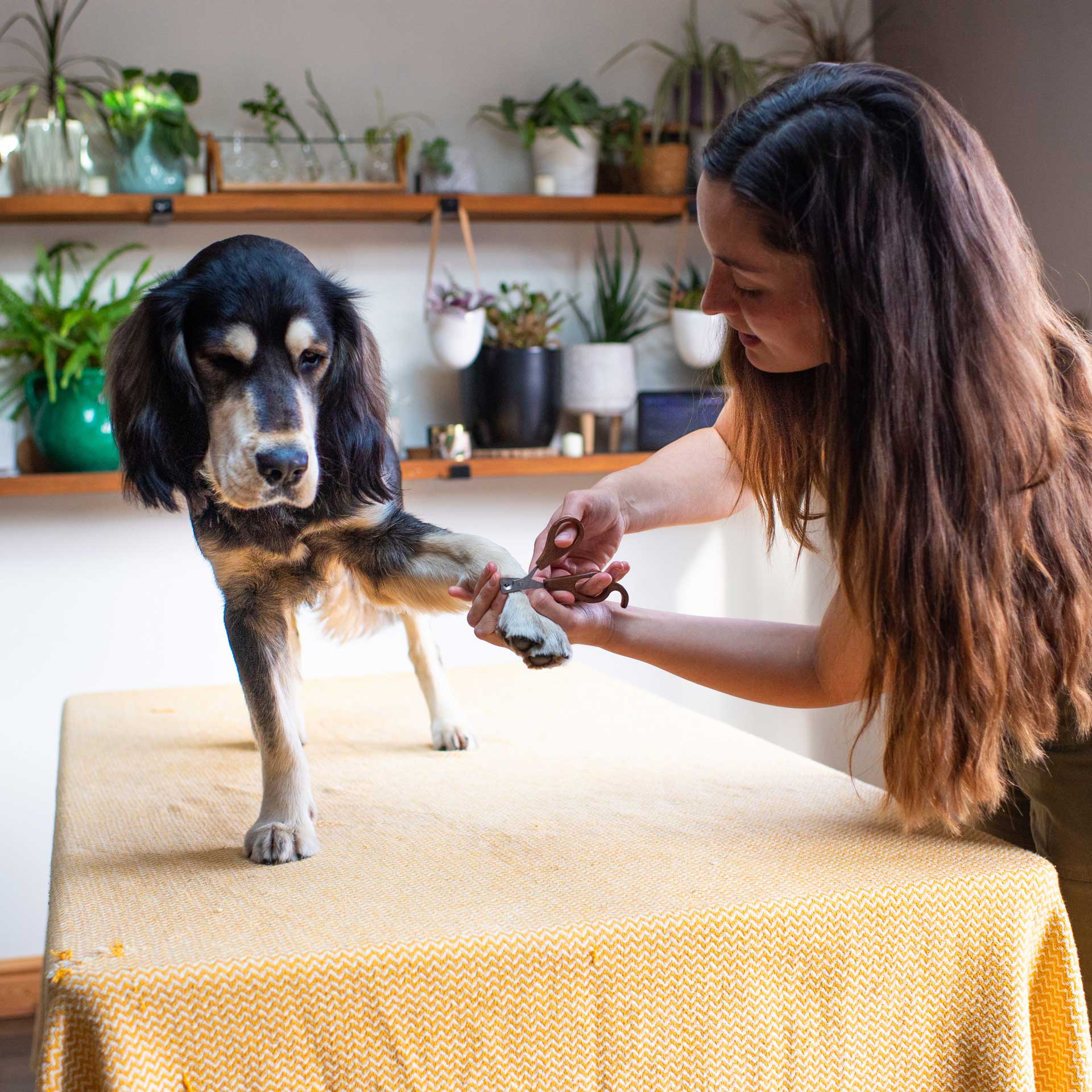 Dog Nail Clippers