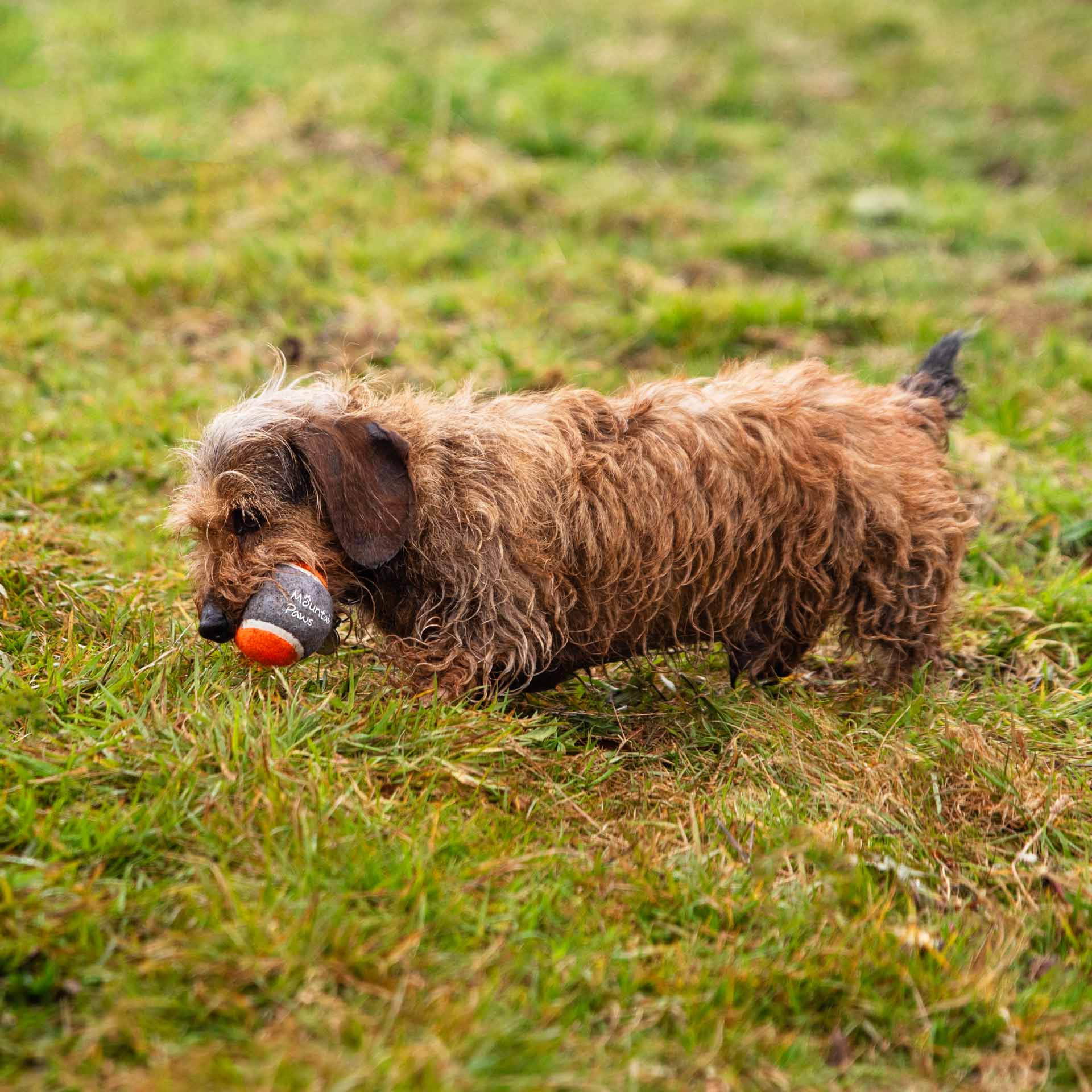 Dog Tennis Balls