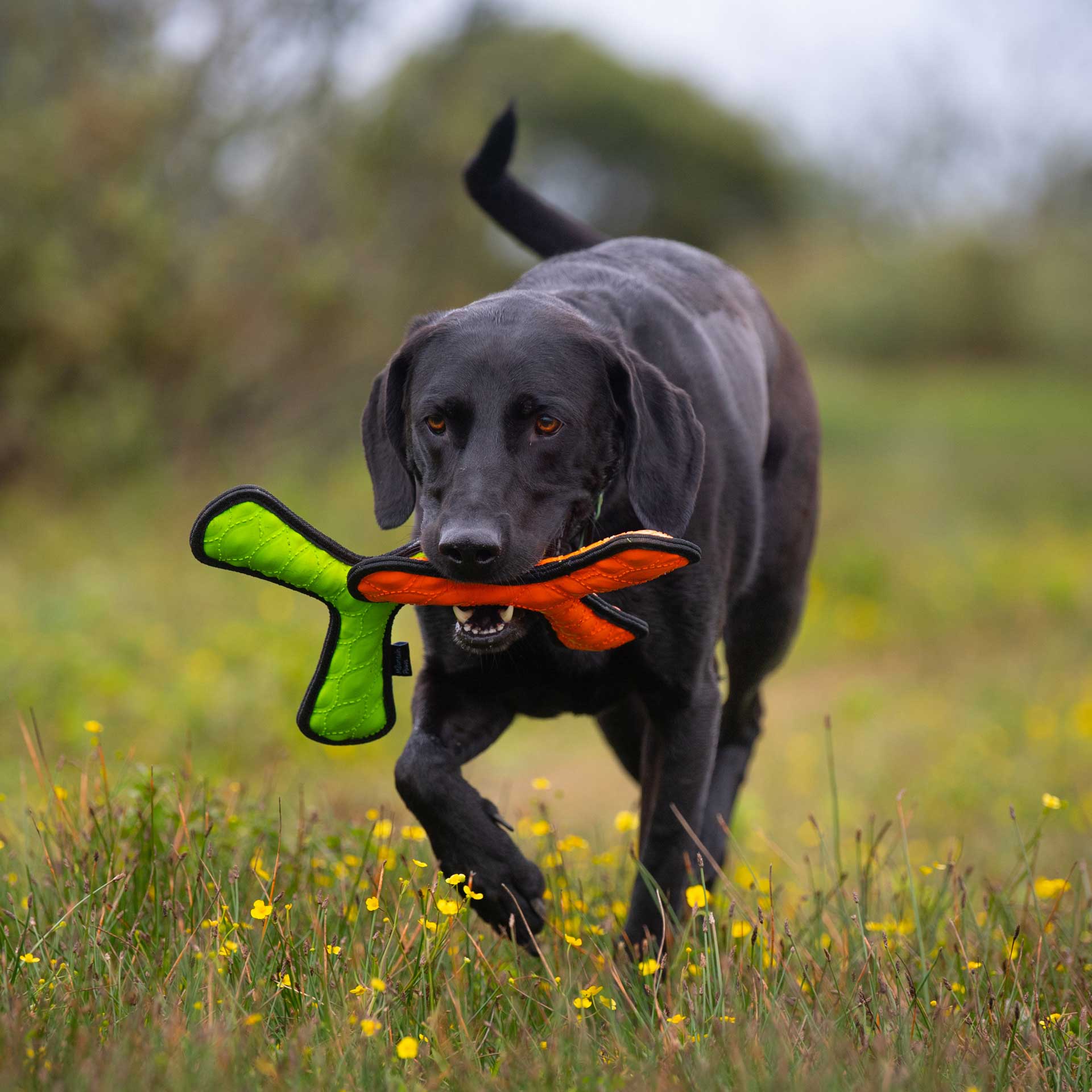 Rubber Throw Dog Toy
