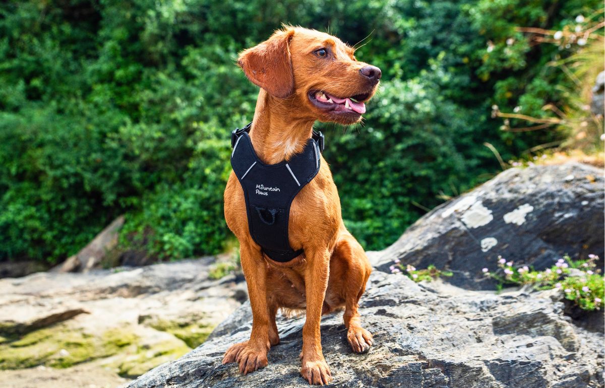 Brown dog sitting on a rocky surface, wearing a black Mountain Paws adventure harness, with greenery in the background.