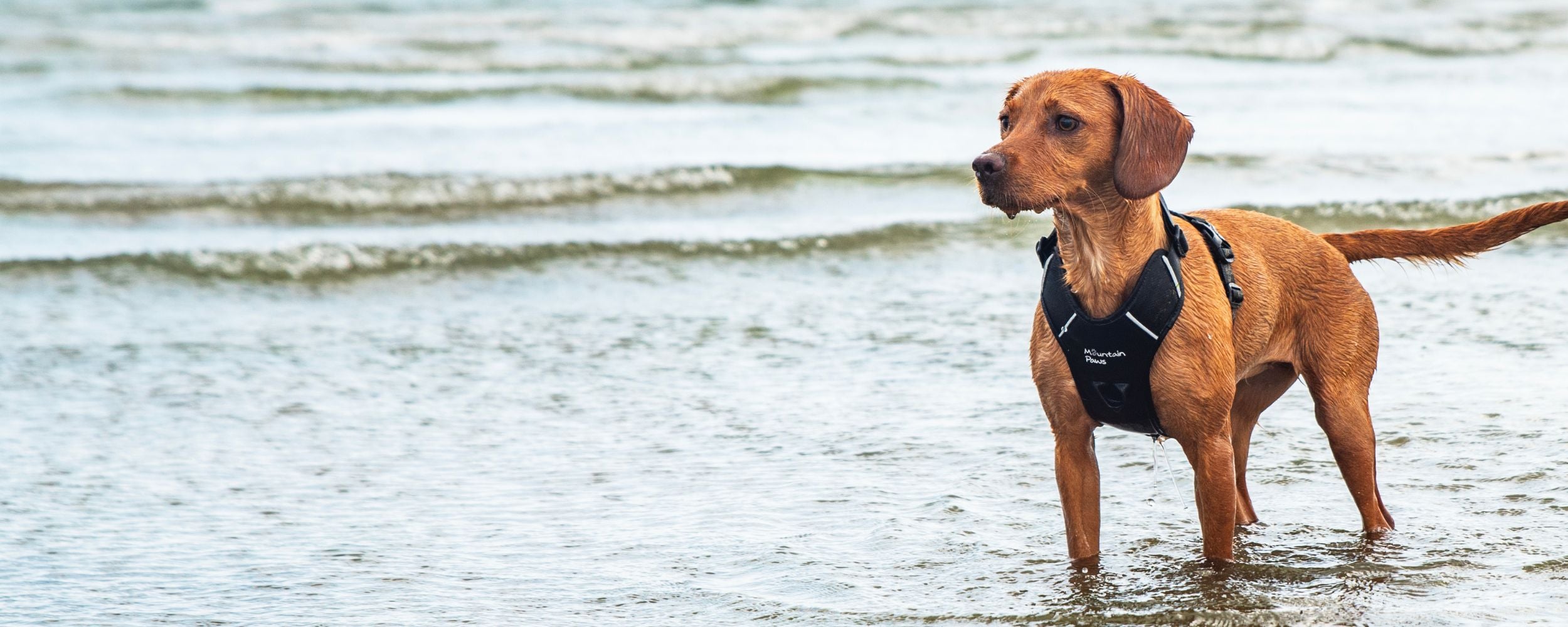 Brown dog wearing a Mountain Paws harness standing in shallow sea water, looking ahead during a coastal adventure.