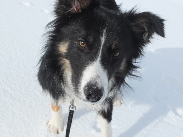 ​A Winter’s Walk with Willow