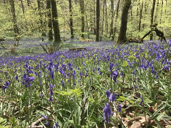 Top Places to See Bluebells with your Dog