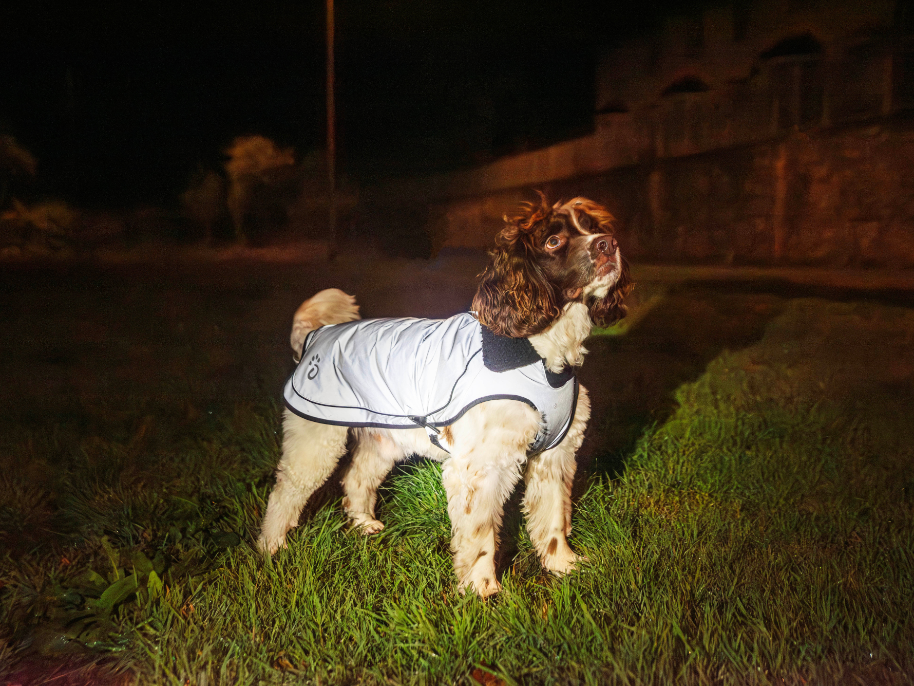 Dog wearing a Mountain Paws fully reflective coat at night for safety and visibility.