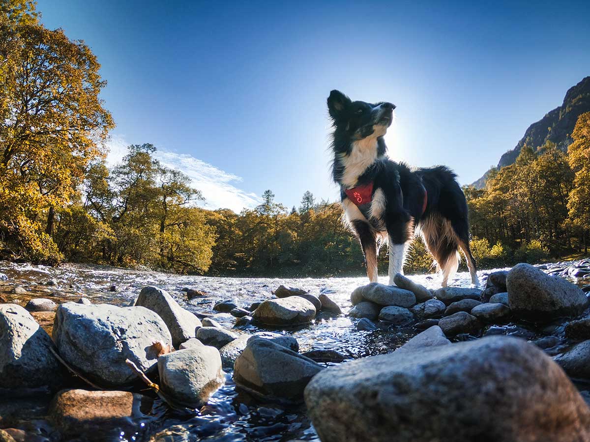 Autumn Dog Walks in the Lake District