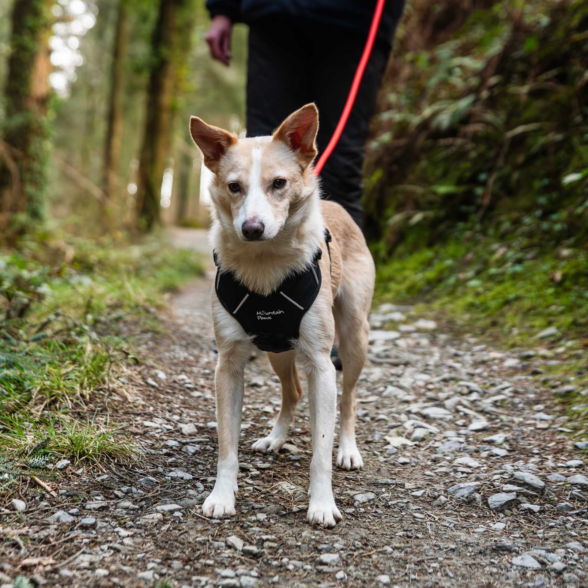 Rope Dog Lead - variant[Orange]