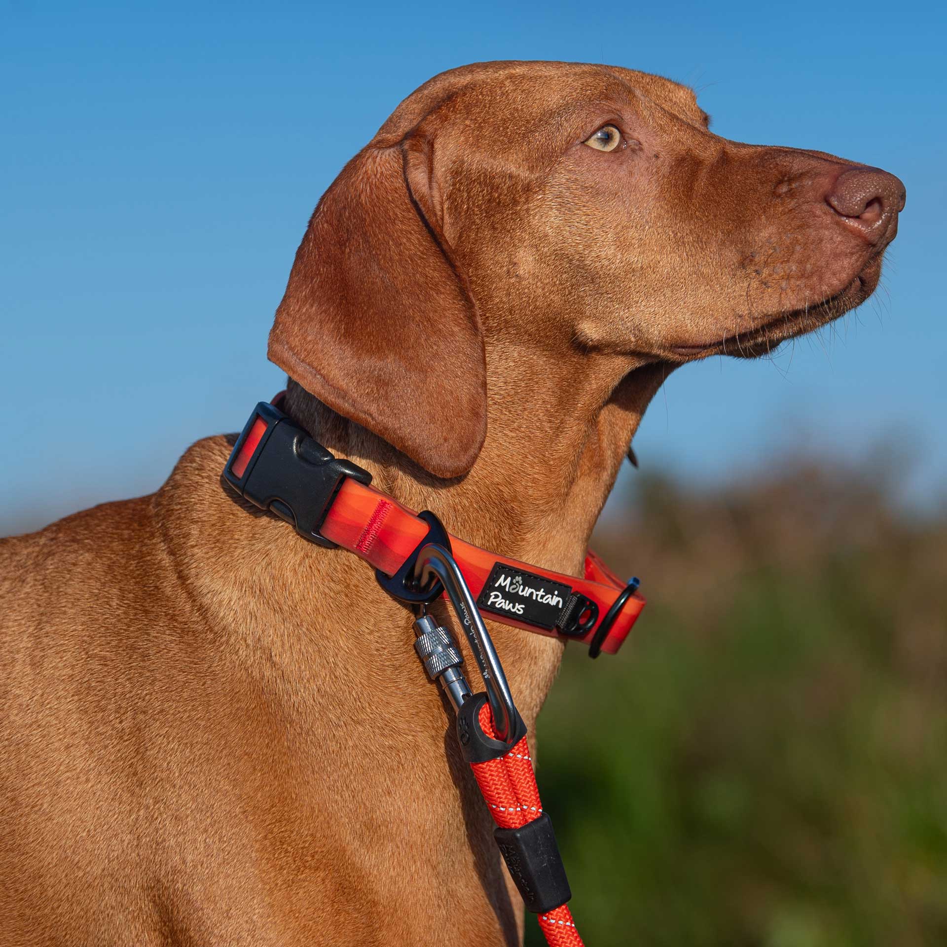 Rope Dog Lead - variant[Orange]