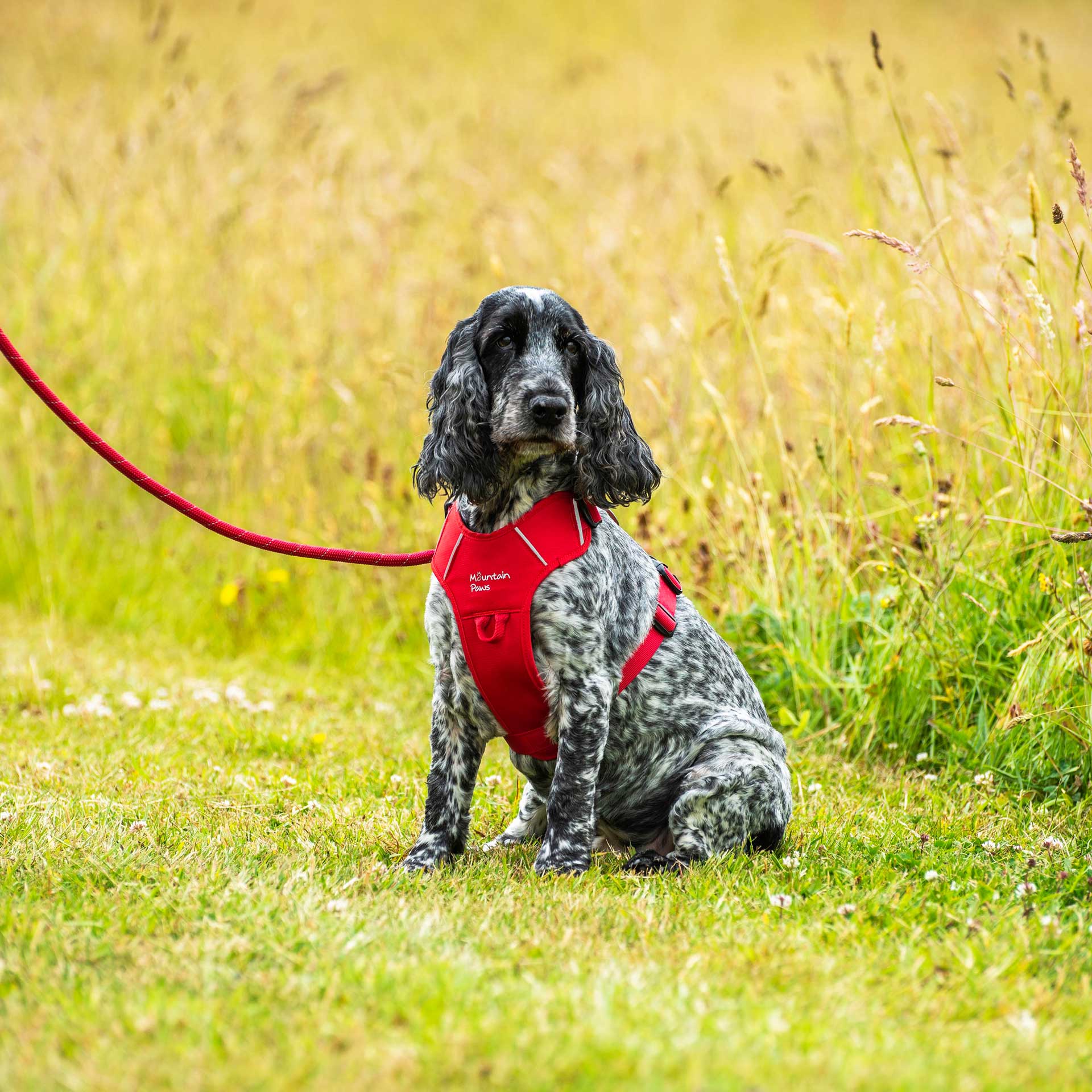 Rope Dog Lead - variant[Red]