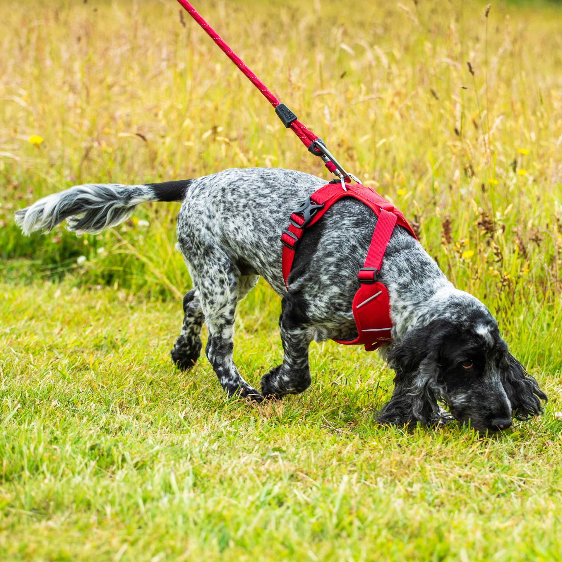 Rope Dog Lead - variant[Red]