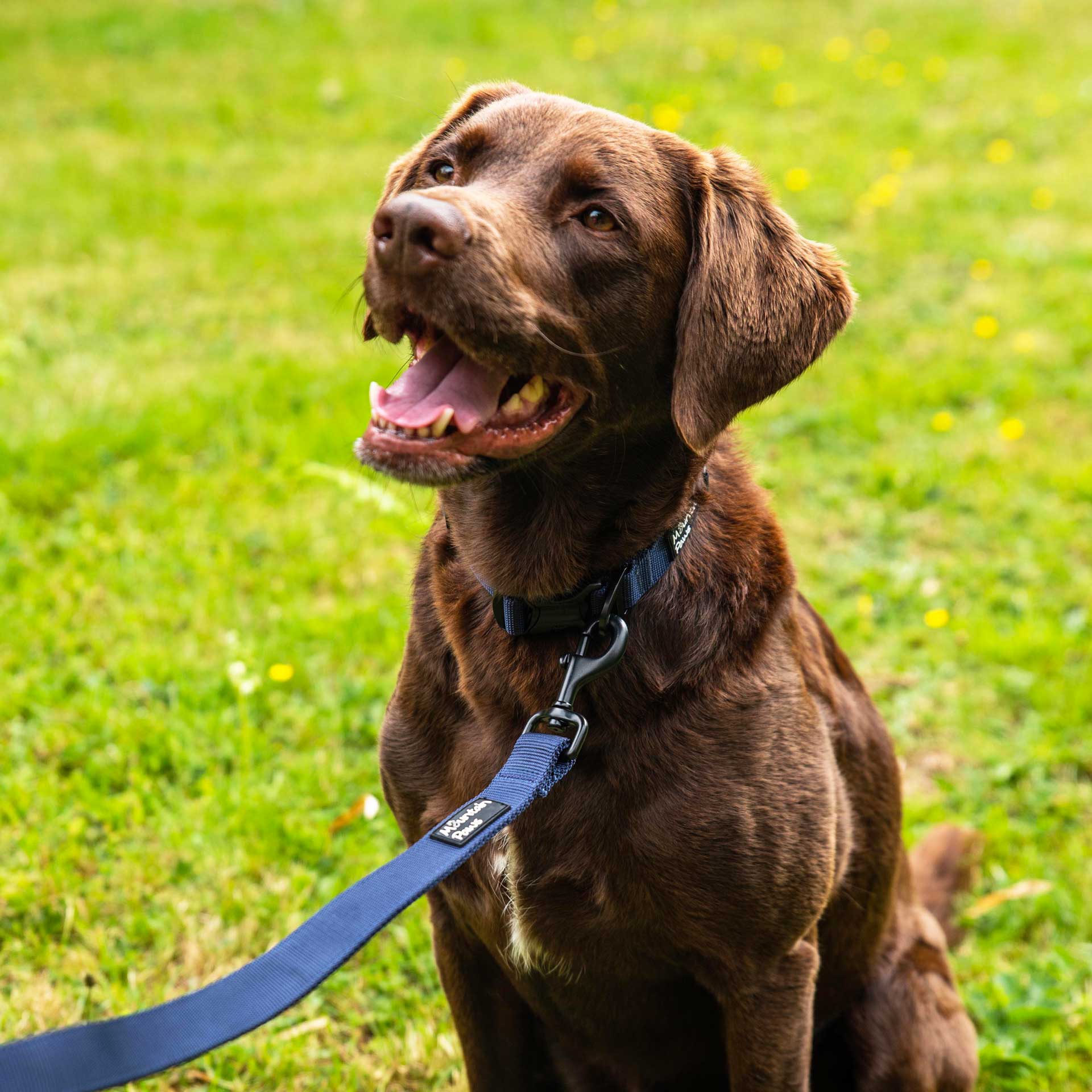 Extra Tough Dog Lead Leads For Dogs Mountain Paws Extra Tough Dog Lead Leads For Dogs Mountain Paws