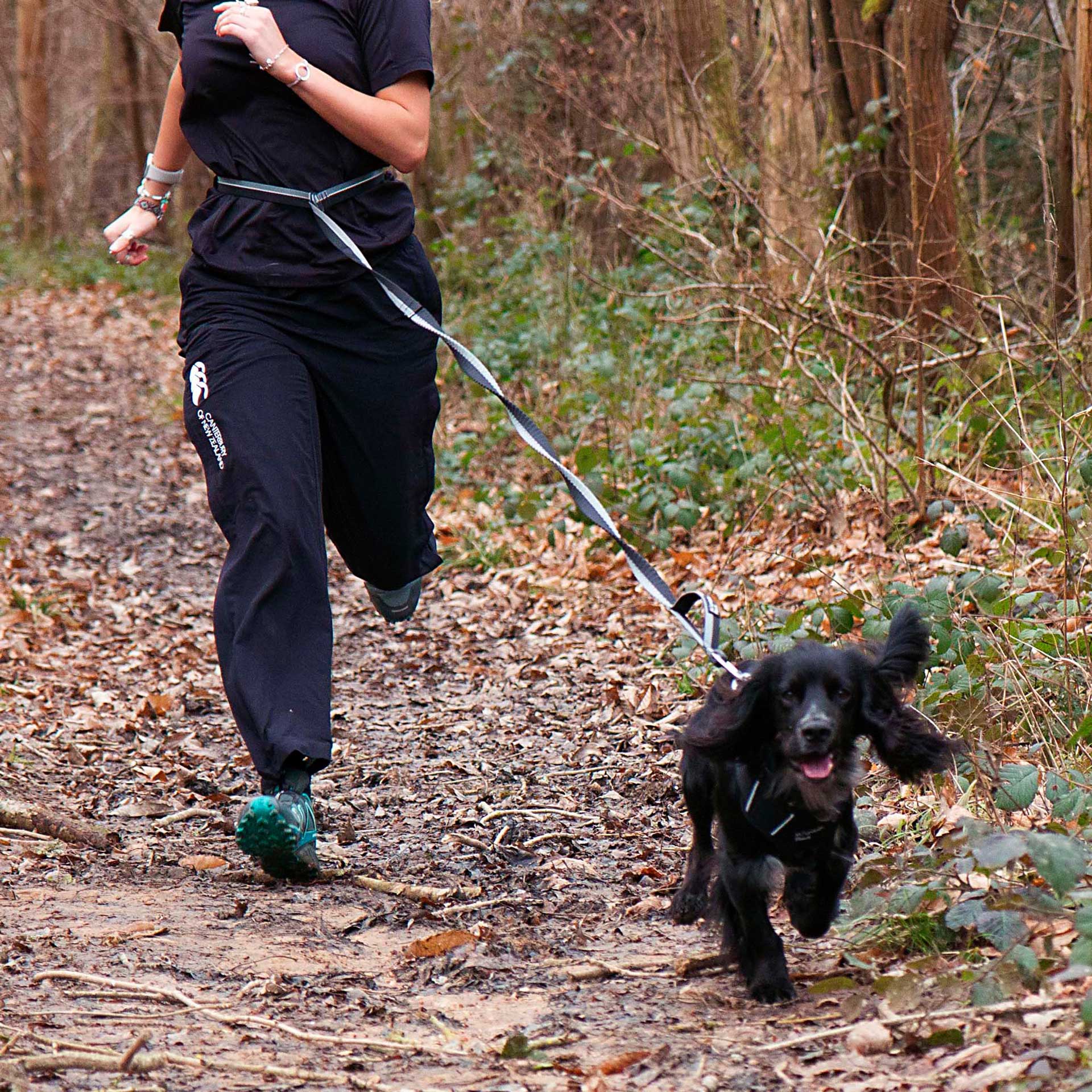 Shock Absorber Dog Lead