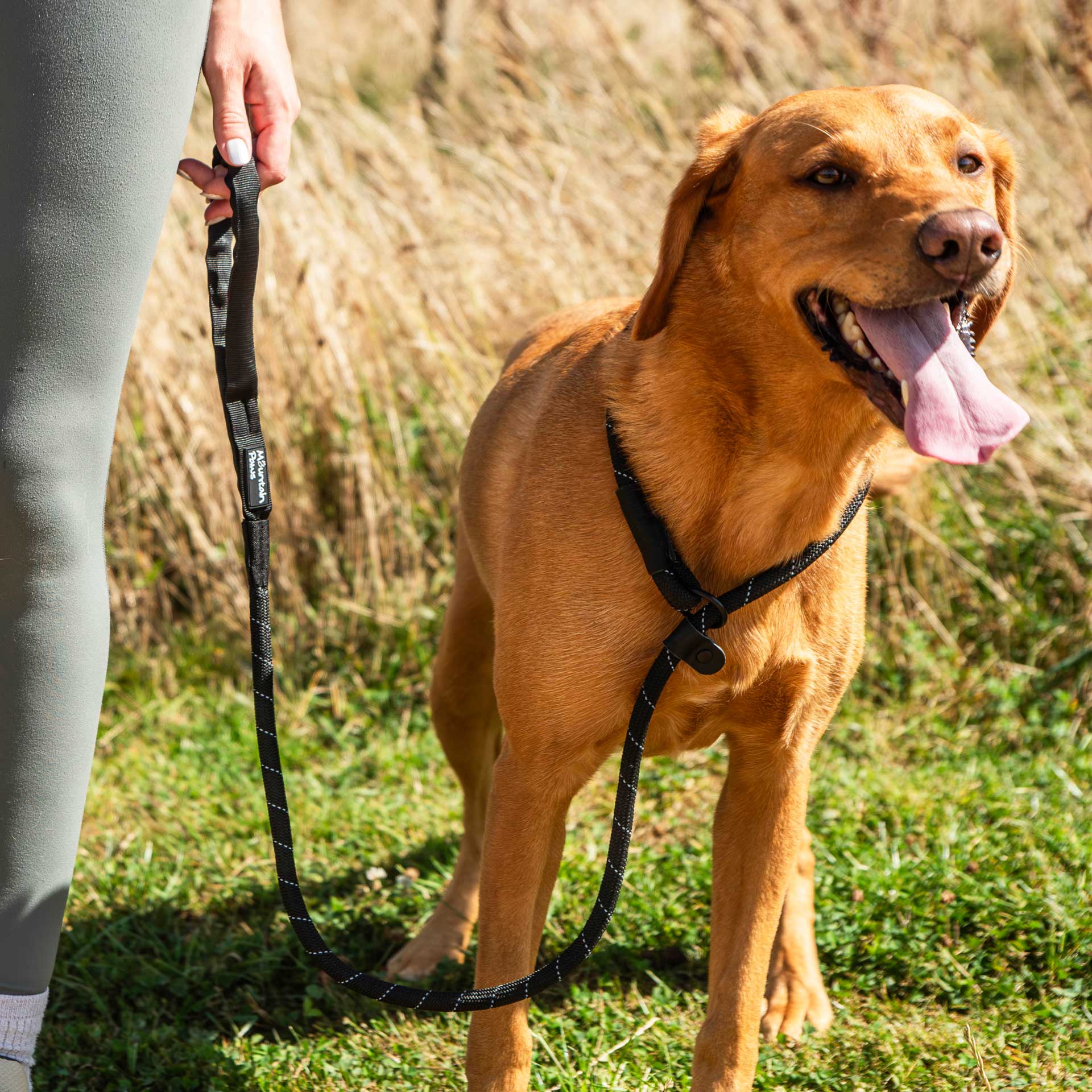 Dog Slip Lead | Mountain Paws