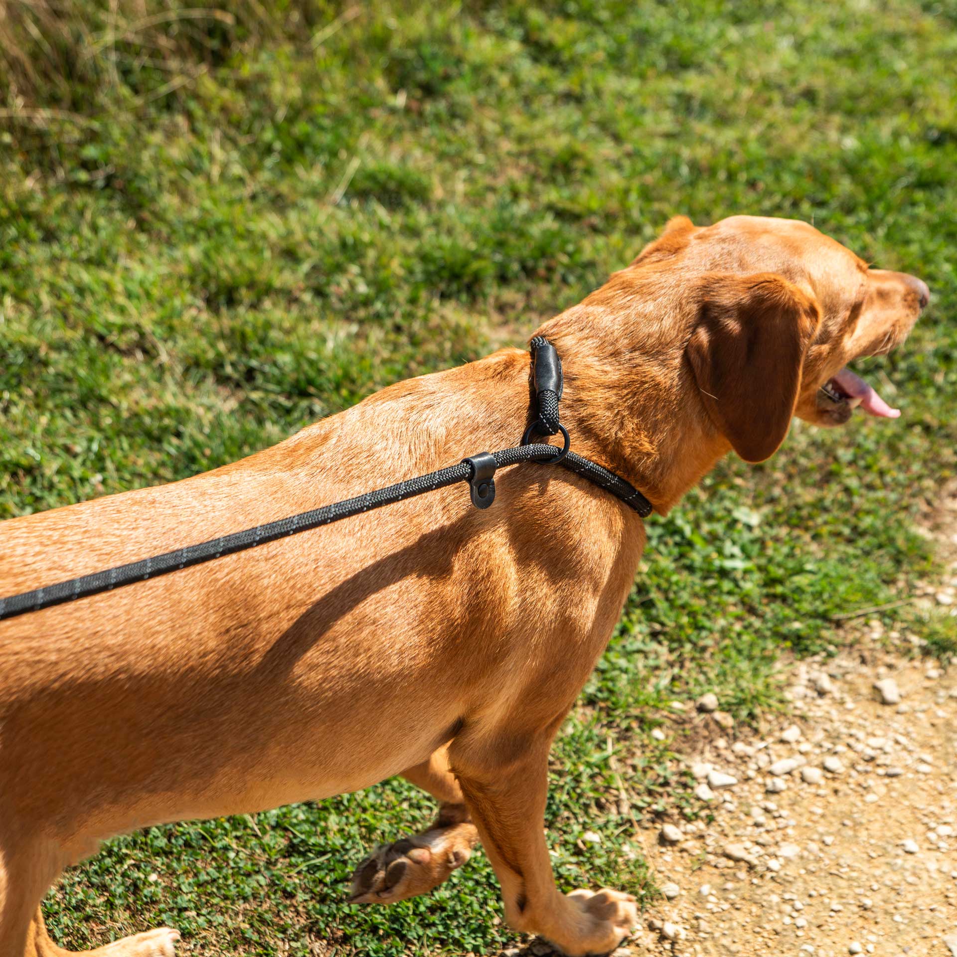 Dog Slip Lead | Mountain Paws