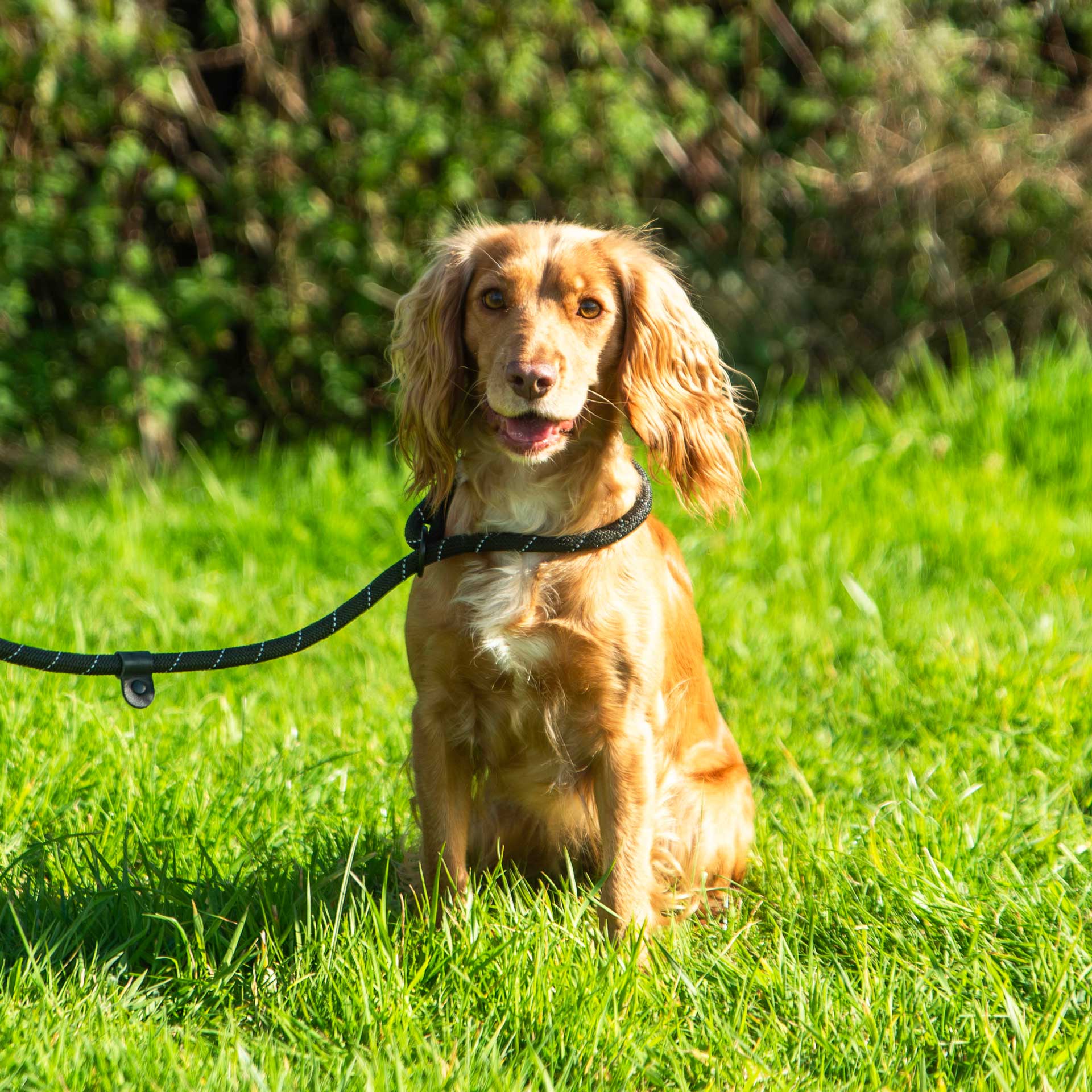 Dog Slip Lead | Mountain Paws