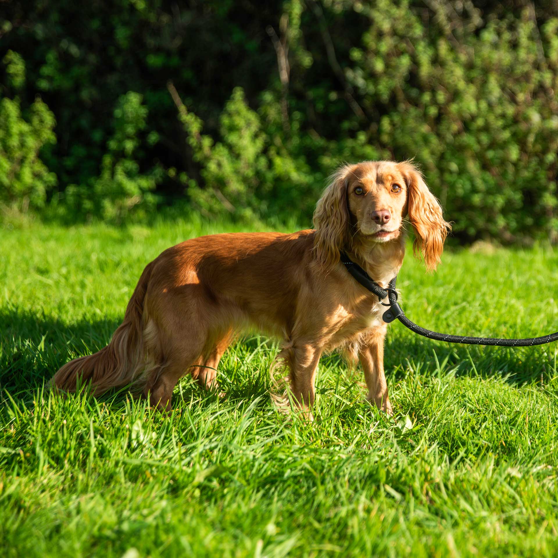 Dog Slip Lead | Mountain Paws