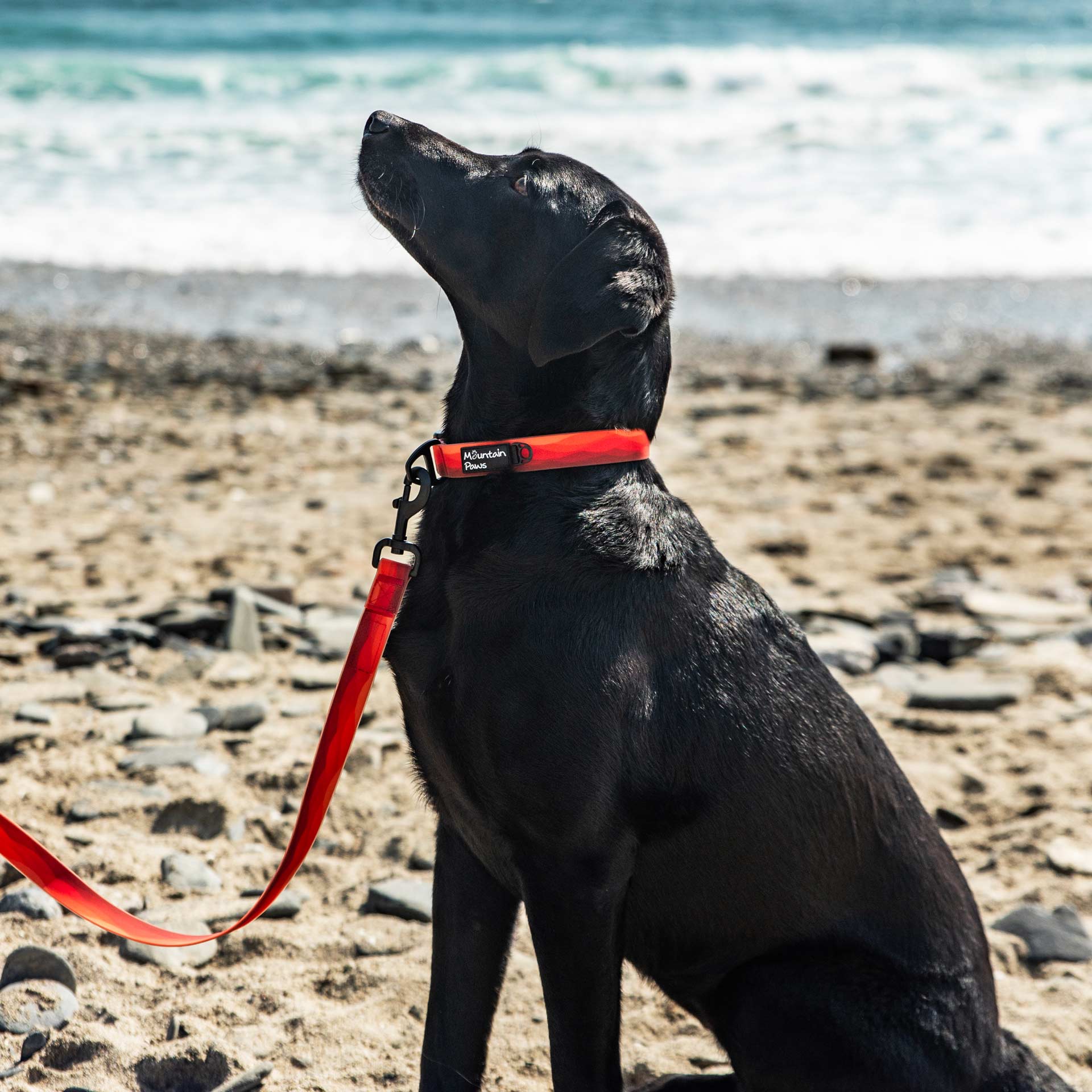 Waterproof Dog Lead - variant[Orange]
