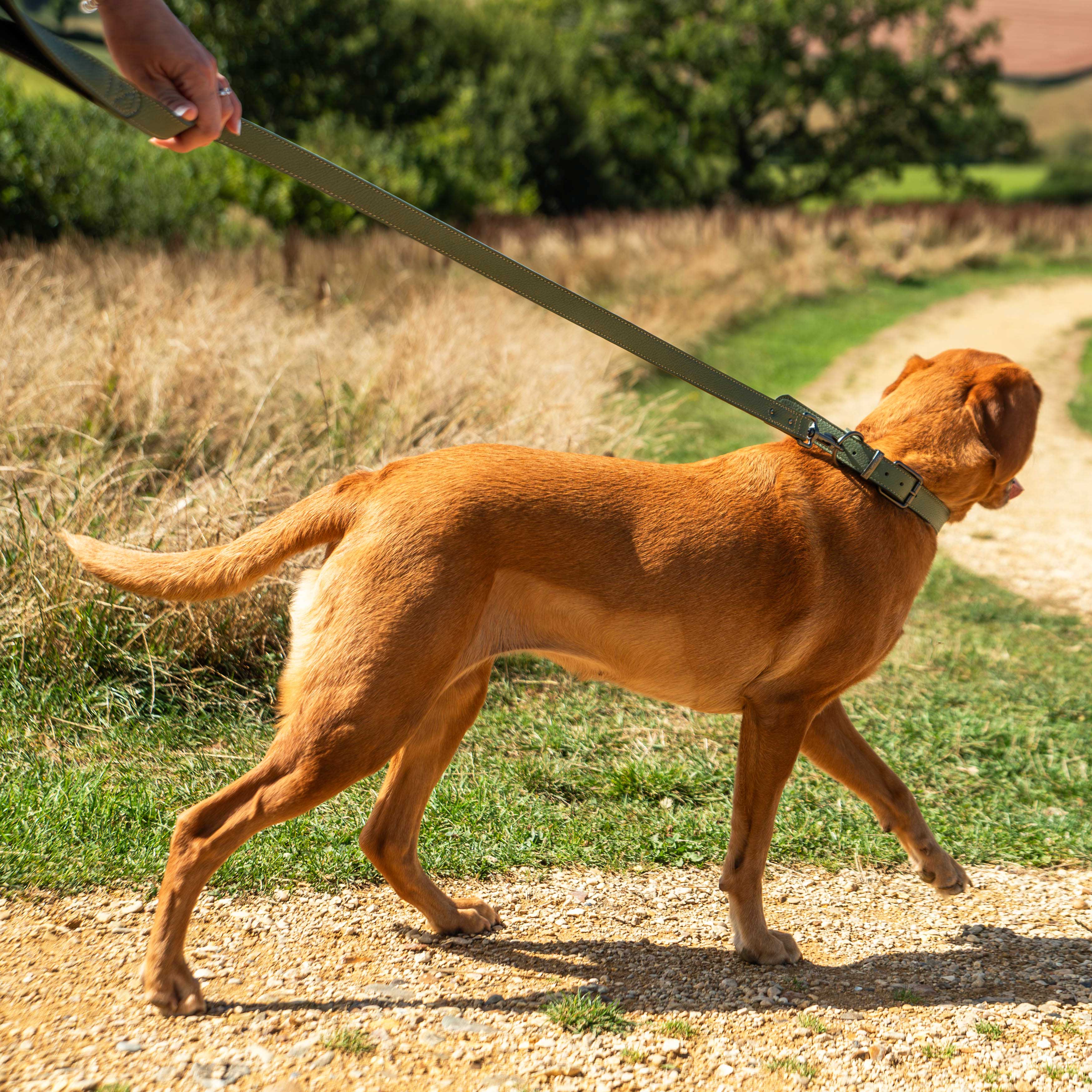 Faux Leather Dog Lead - variant[Green]