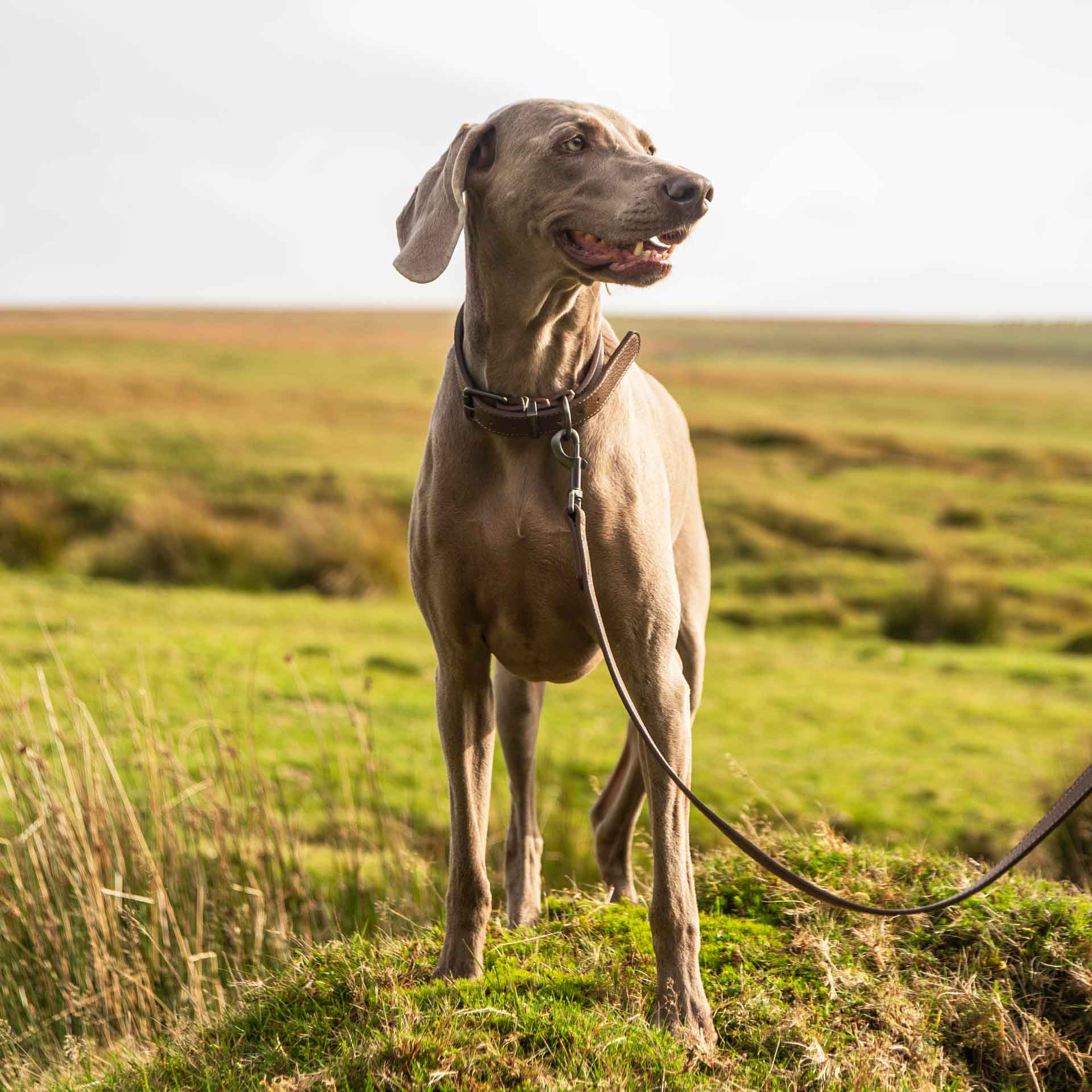 Faux Leather Dog Lead - variant[Brown]