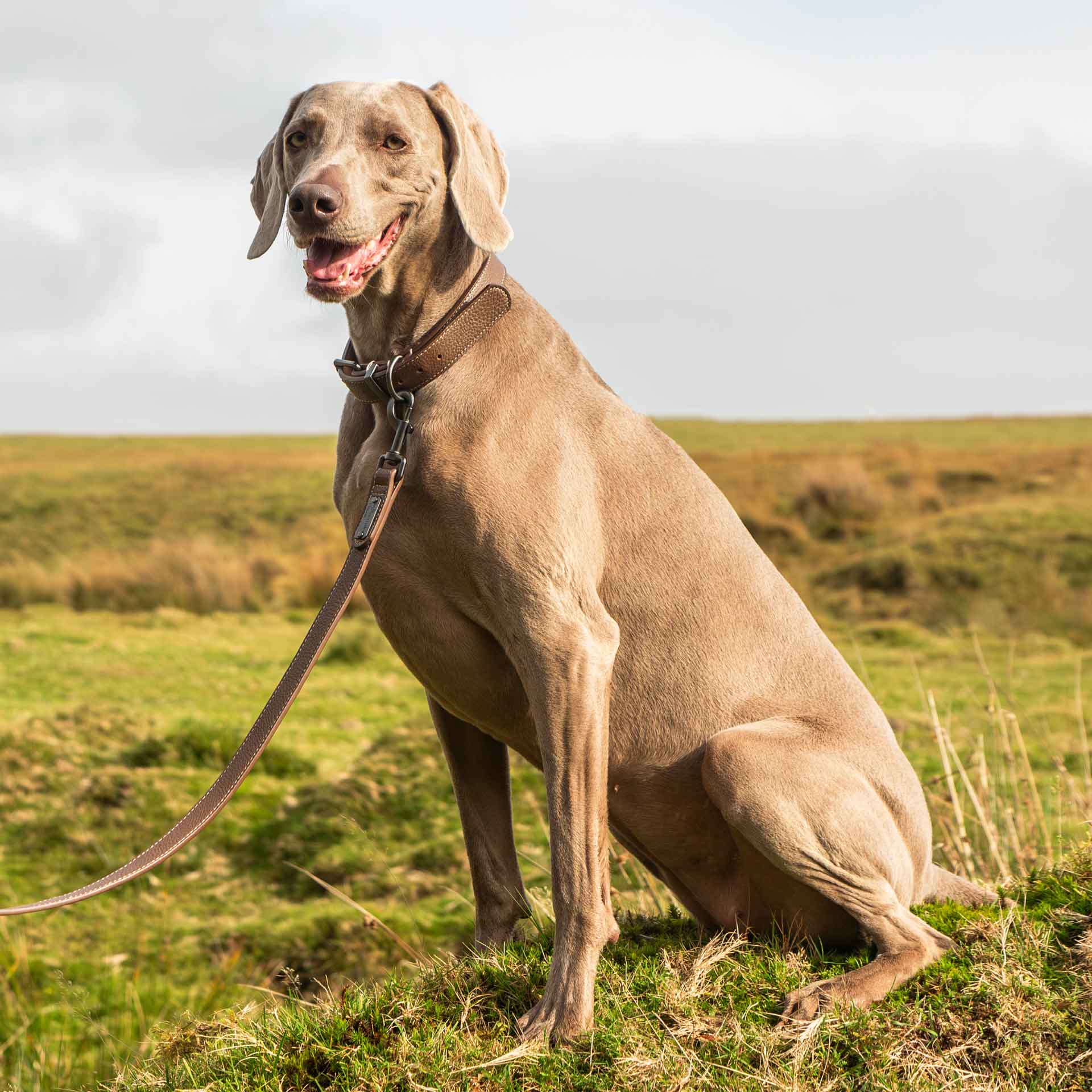 Faux Leather Dog Lead - variant[Brown]