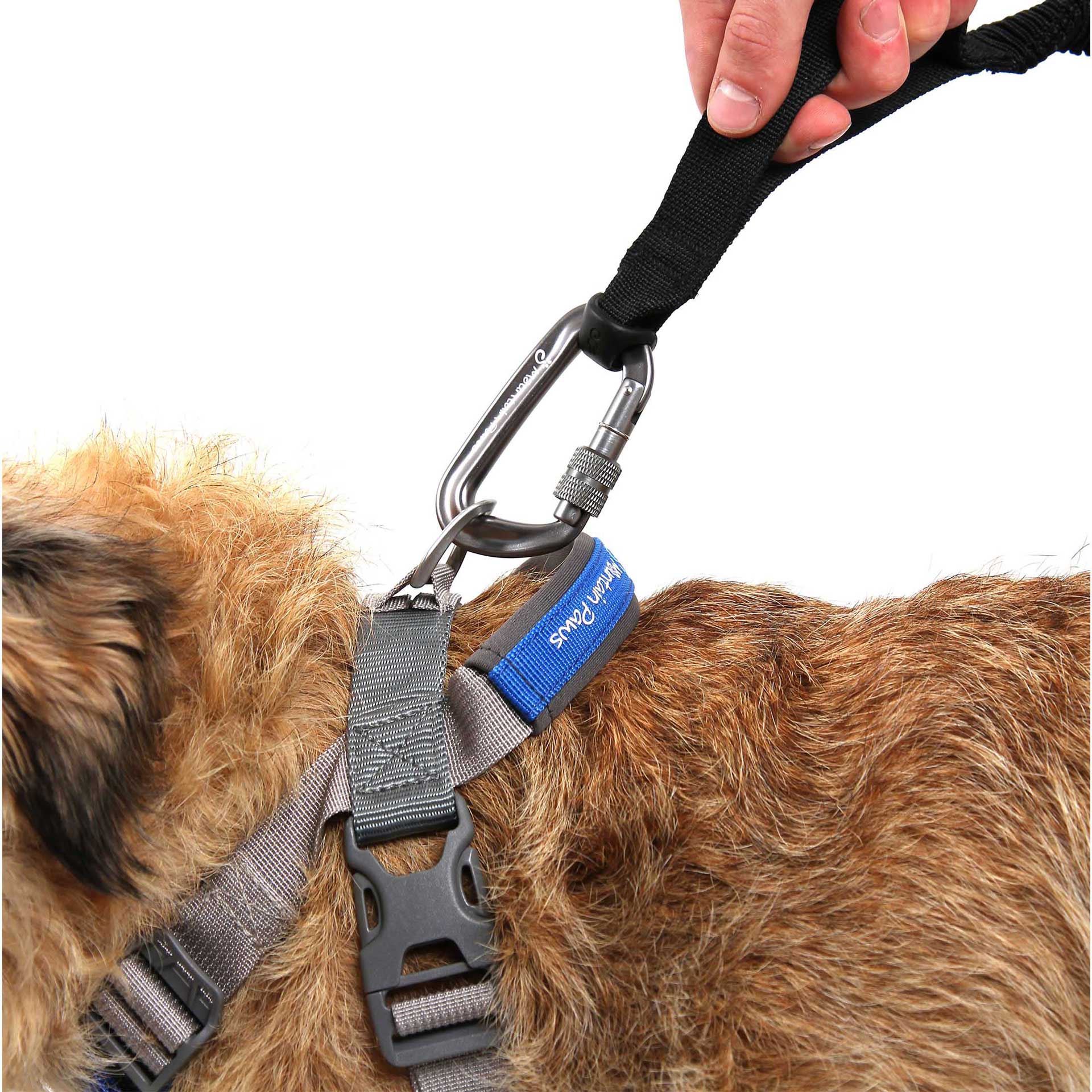Bungee Dog Lead - variant[Black]
