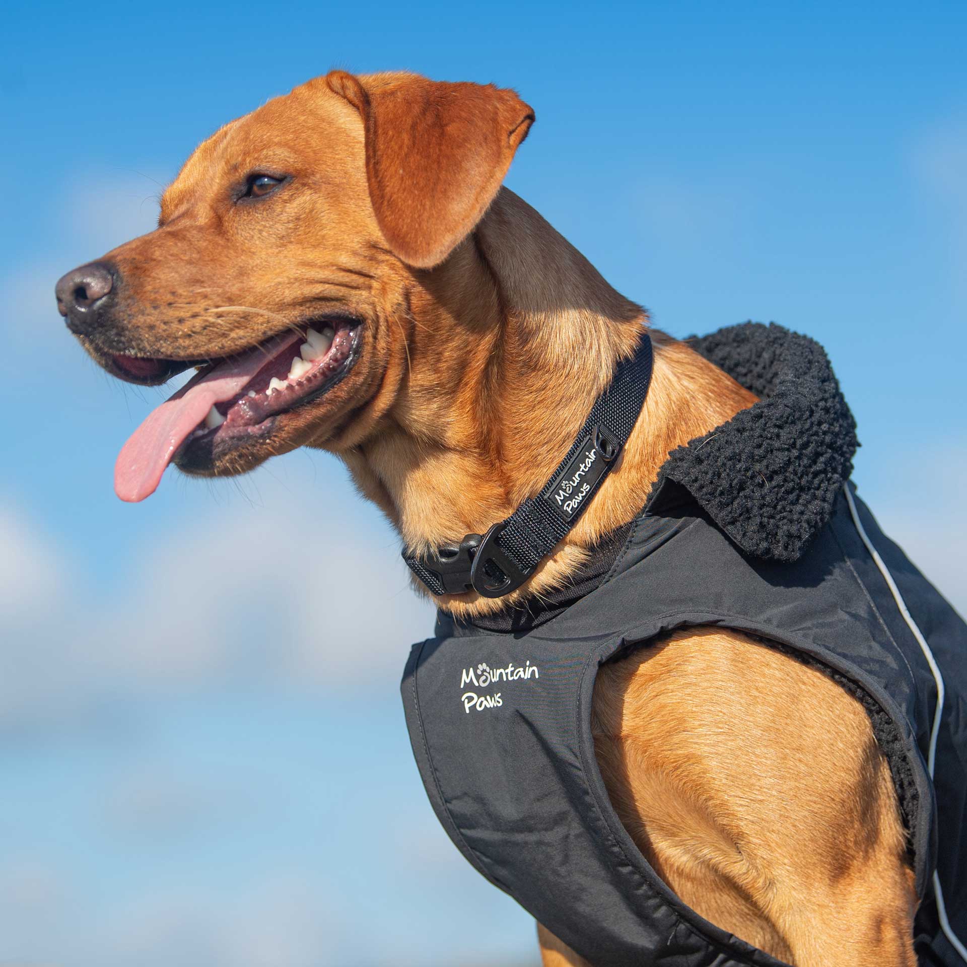 Extra Tough Dog Collar - variant[Black]