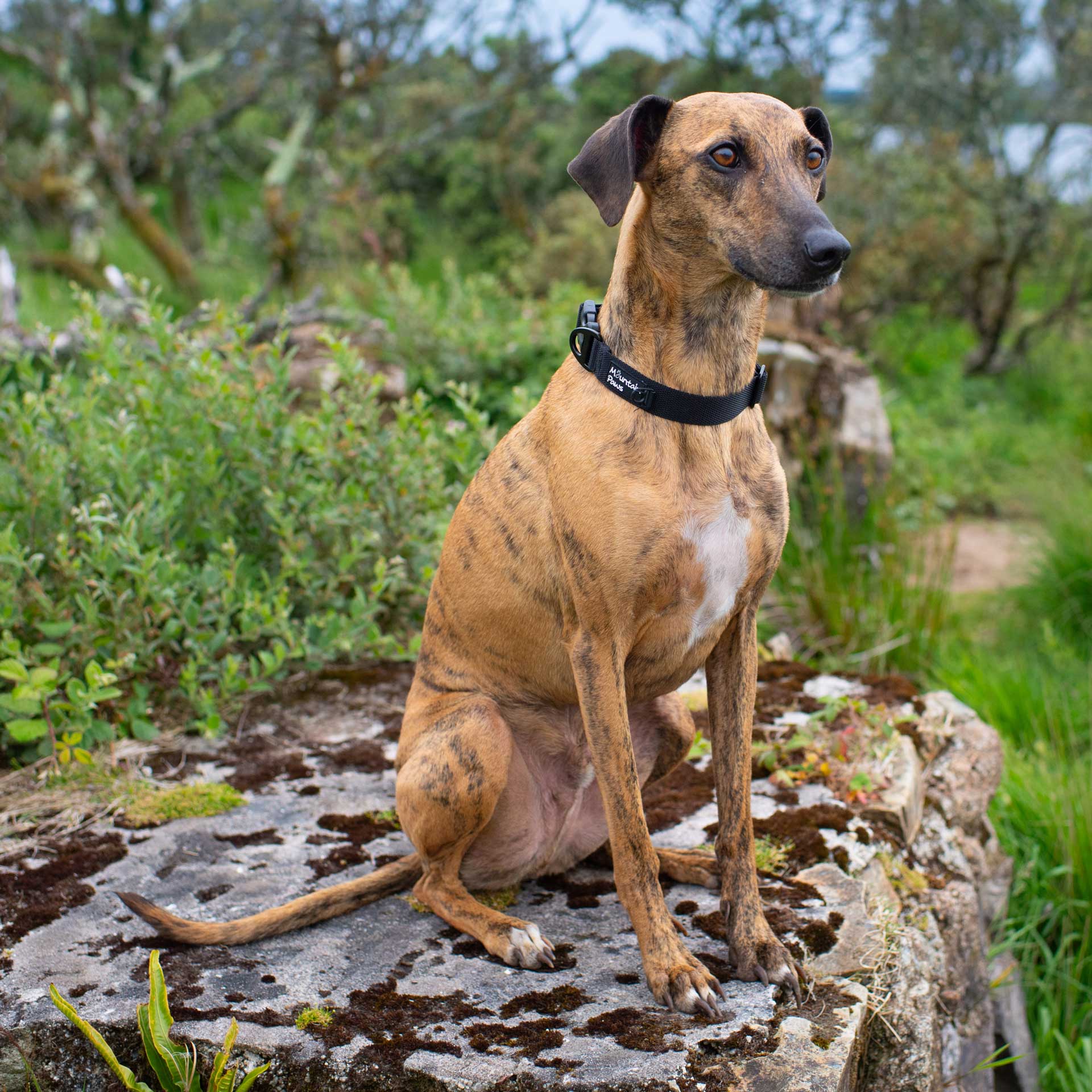 Extra Tough Dog Collar - variant[Black]