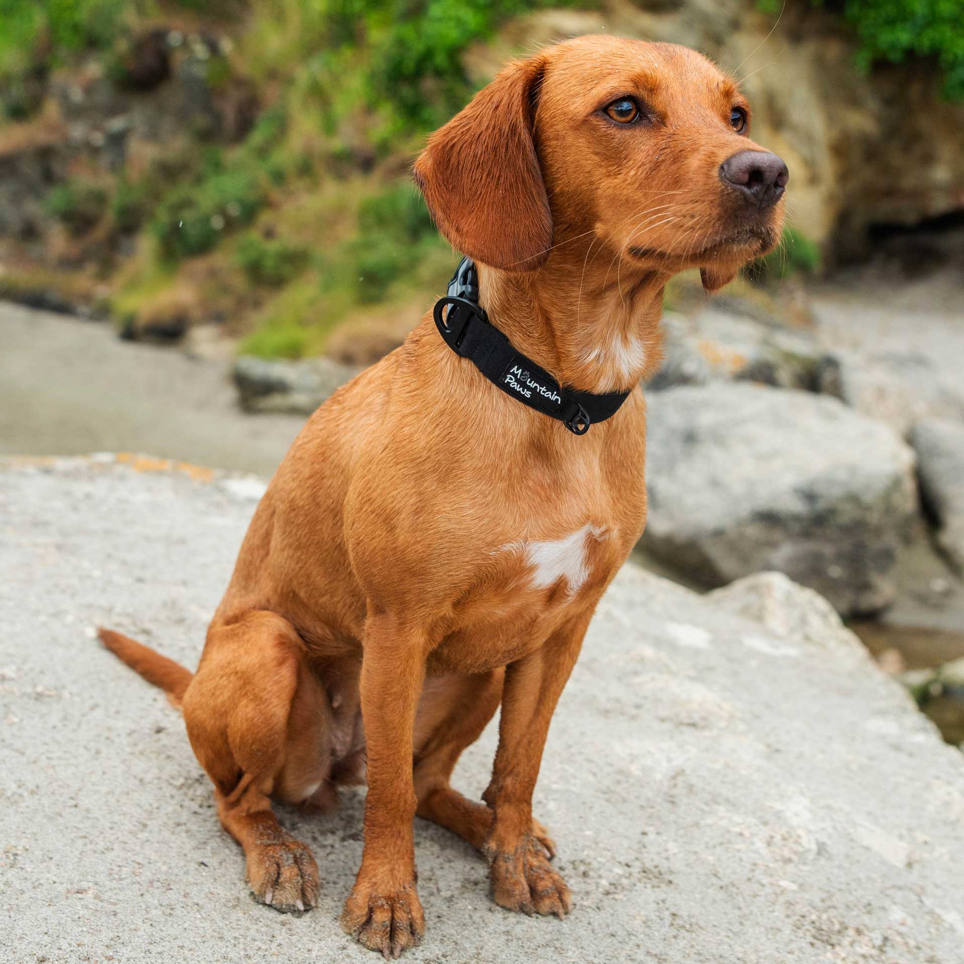 Extra Tough Dog Collar - variant[Black]