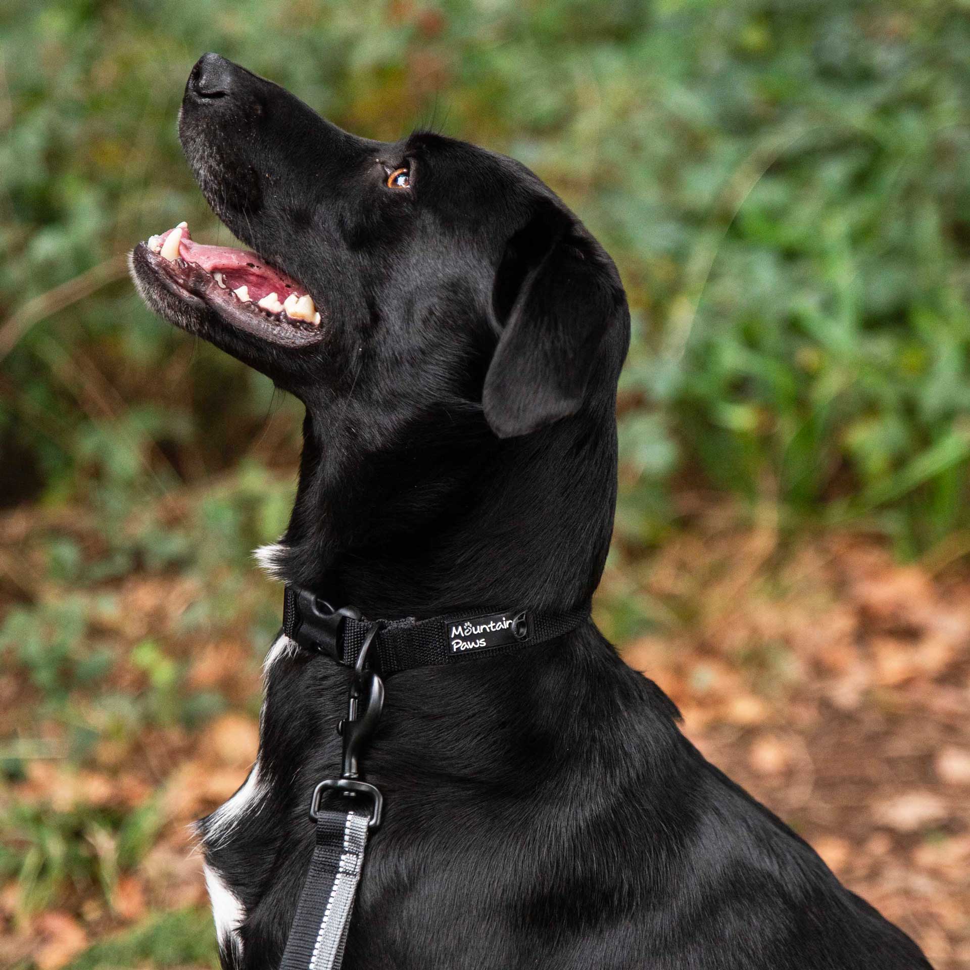 Tough Dog Collar Large Dog Collar Mountain Paws