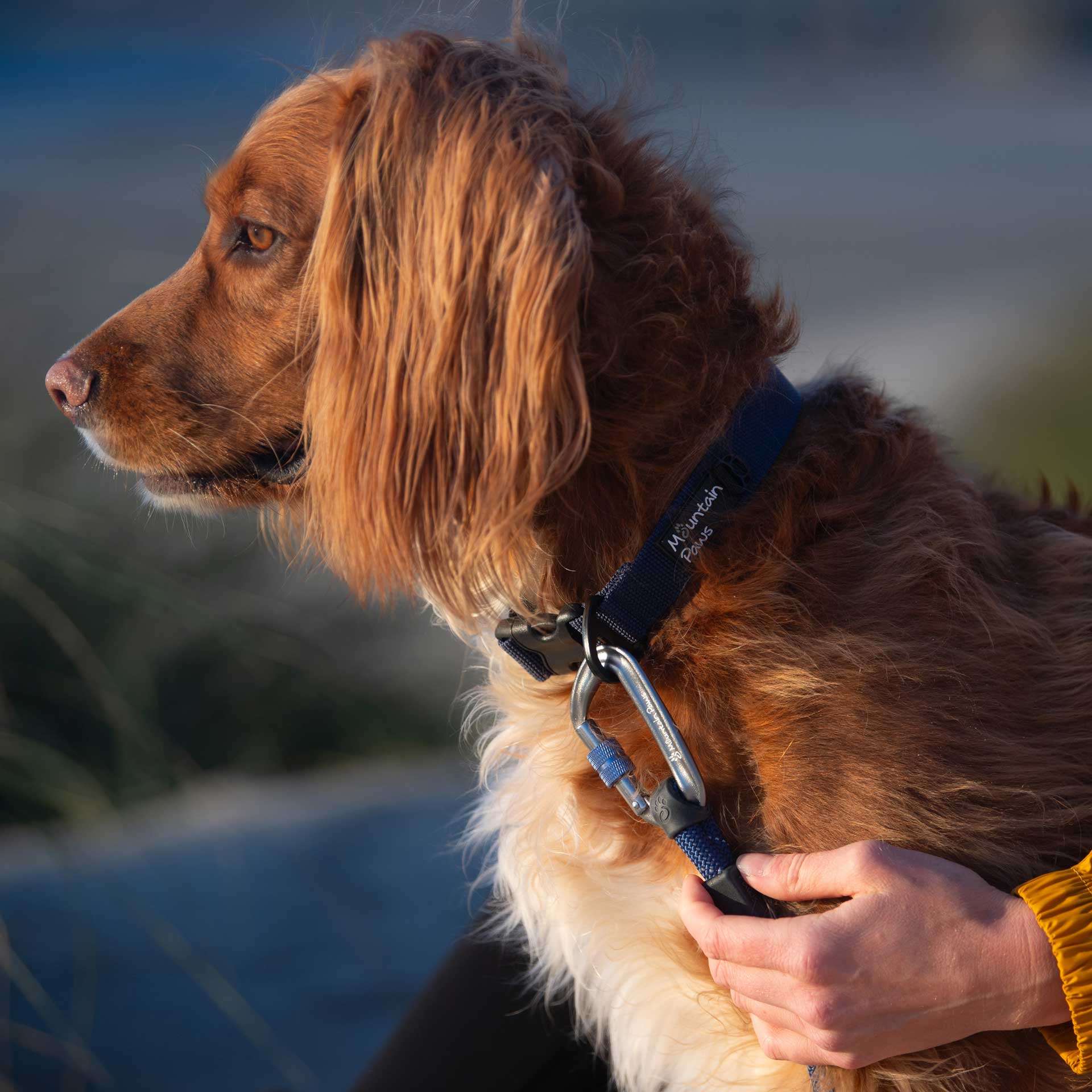 Extra Tough Dog Collar - variant[Navy]