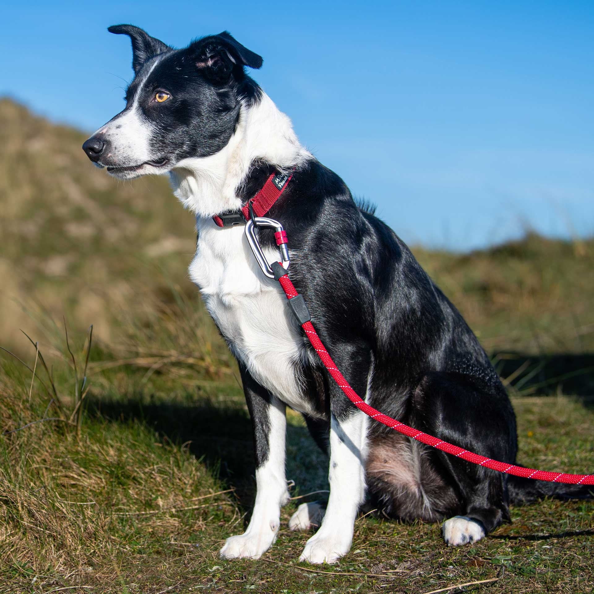 Extra Tough Dog Collar - variant[Red]