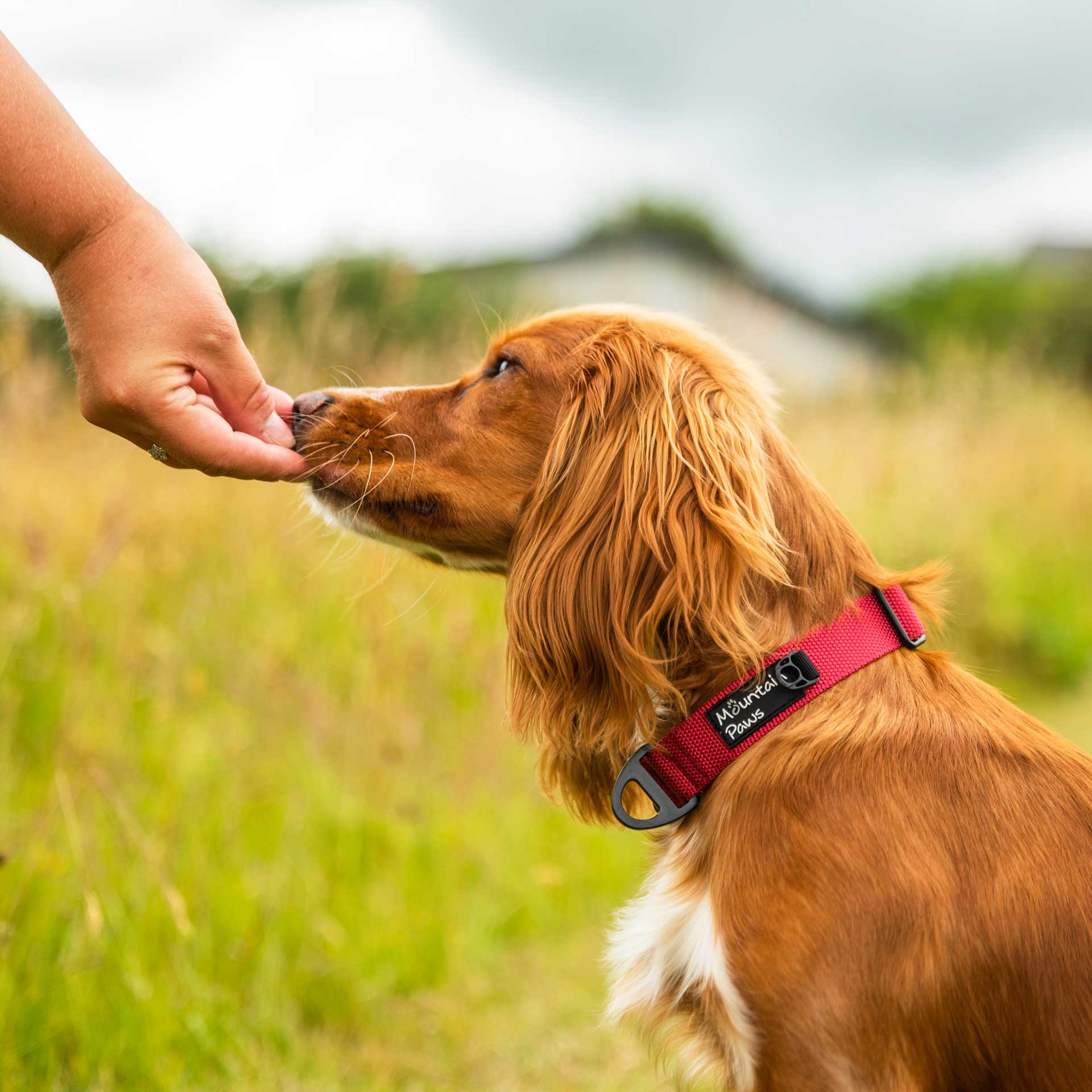 Extra Tough Dog Collar - variant[Red]