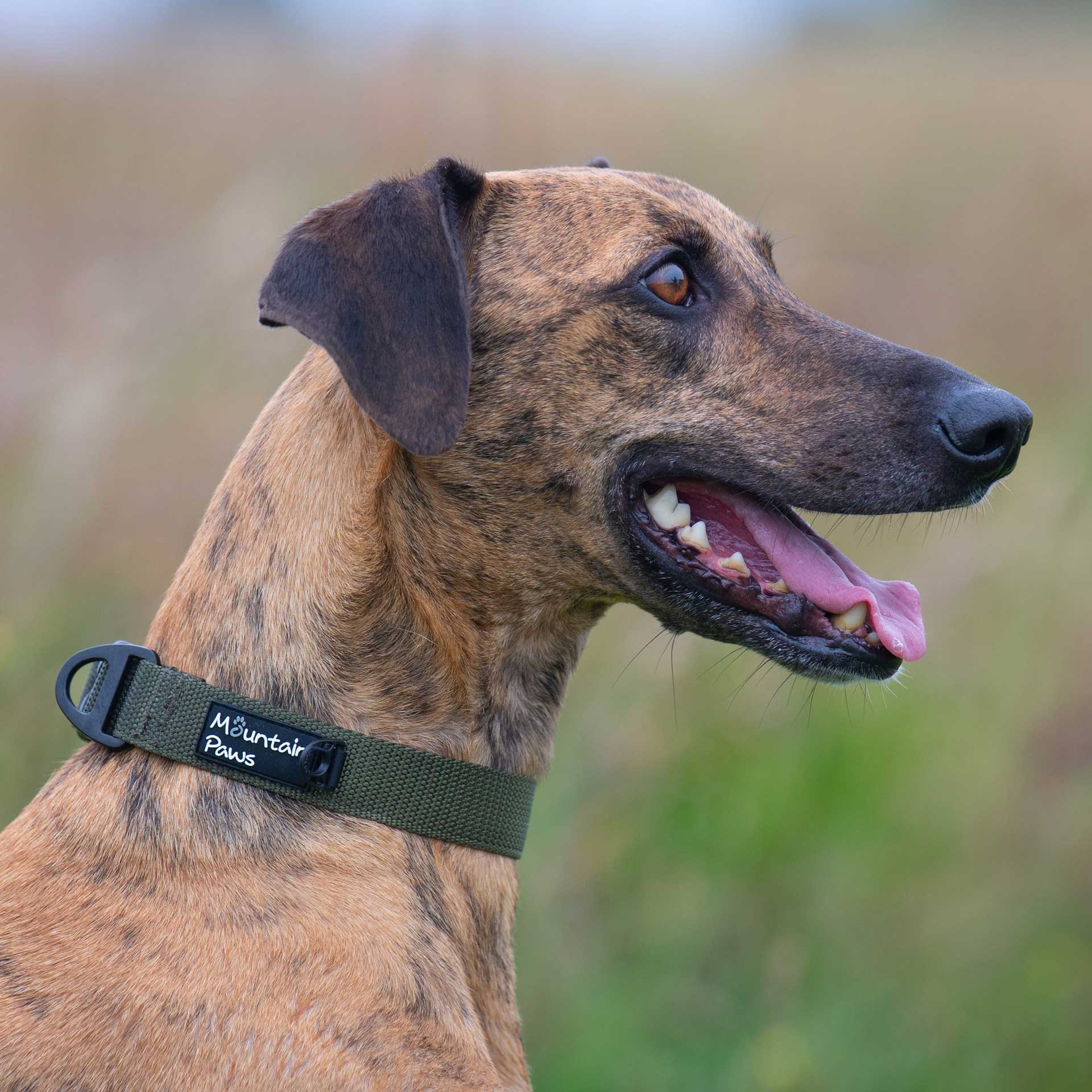 Extra Tough Dog Collar - variant[Olive]