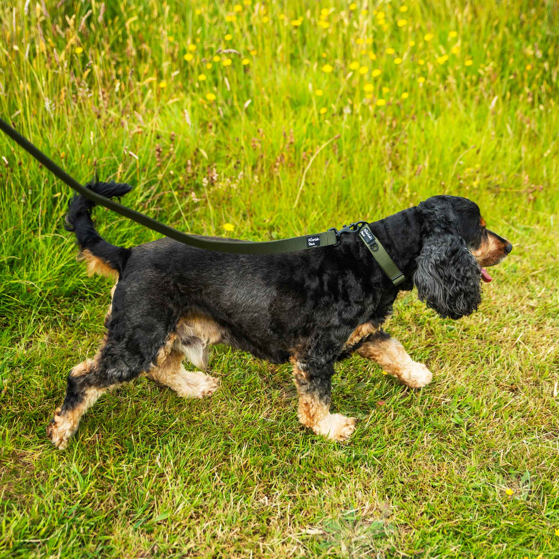 Extra Tough Dog Collar - variant[Olive]